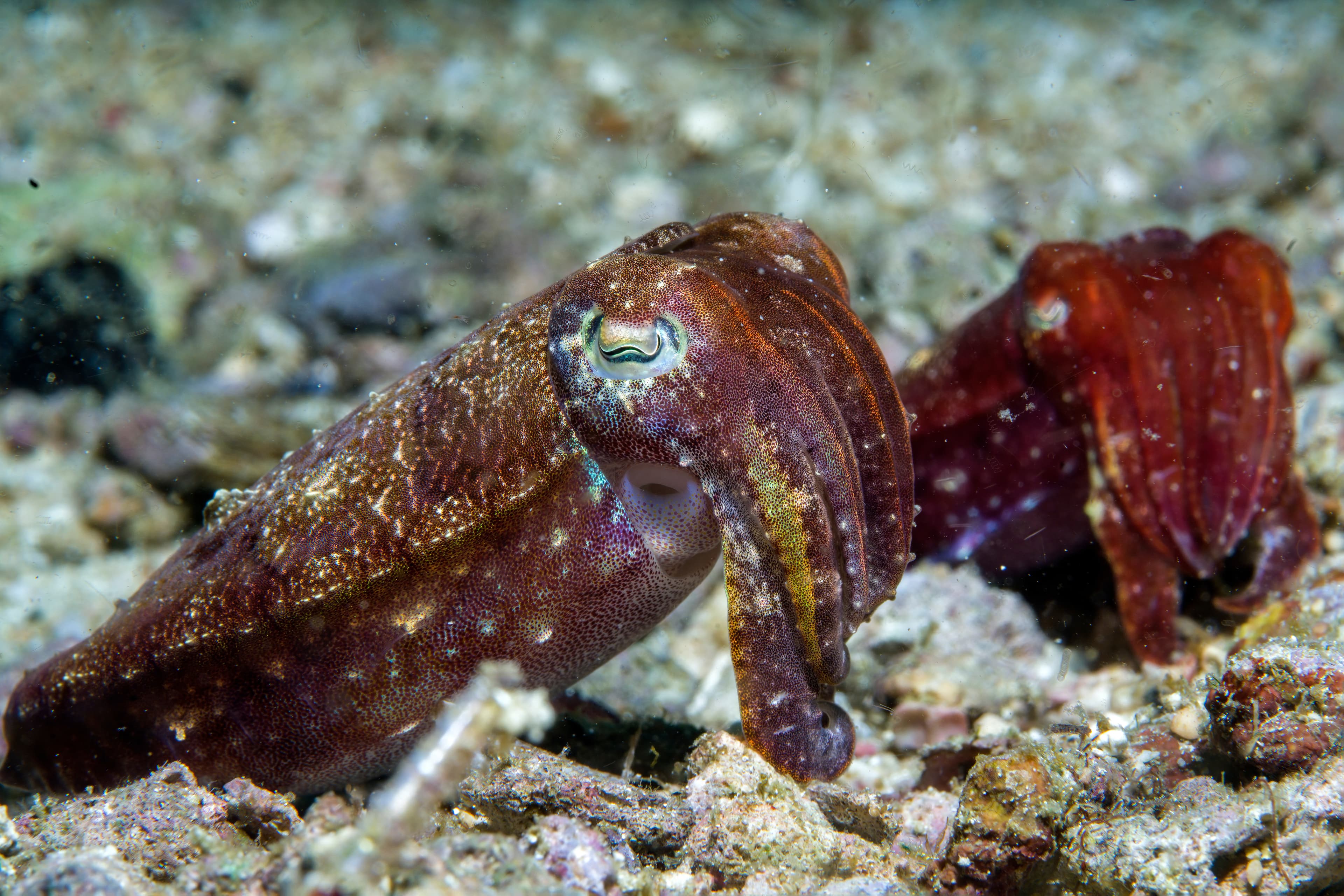 Pygmy Cuttlefish pair (Ascarosepion bandense) Raja Ampat, West Papua, Indonesia