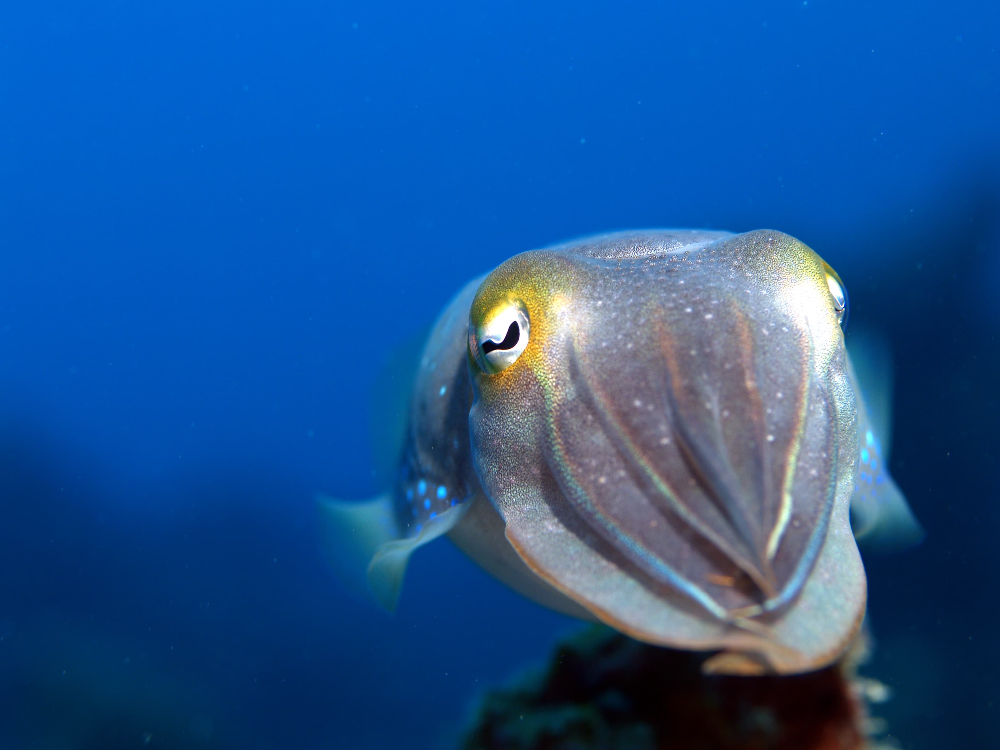 Broadclub Cuttlefish