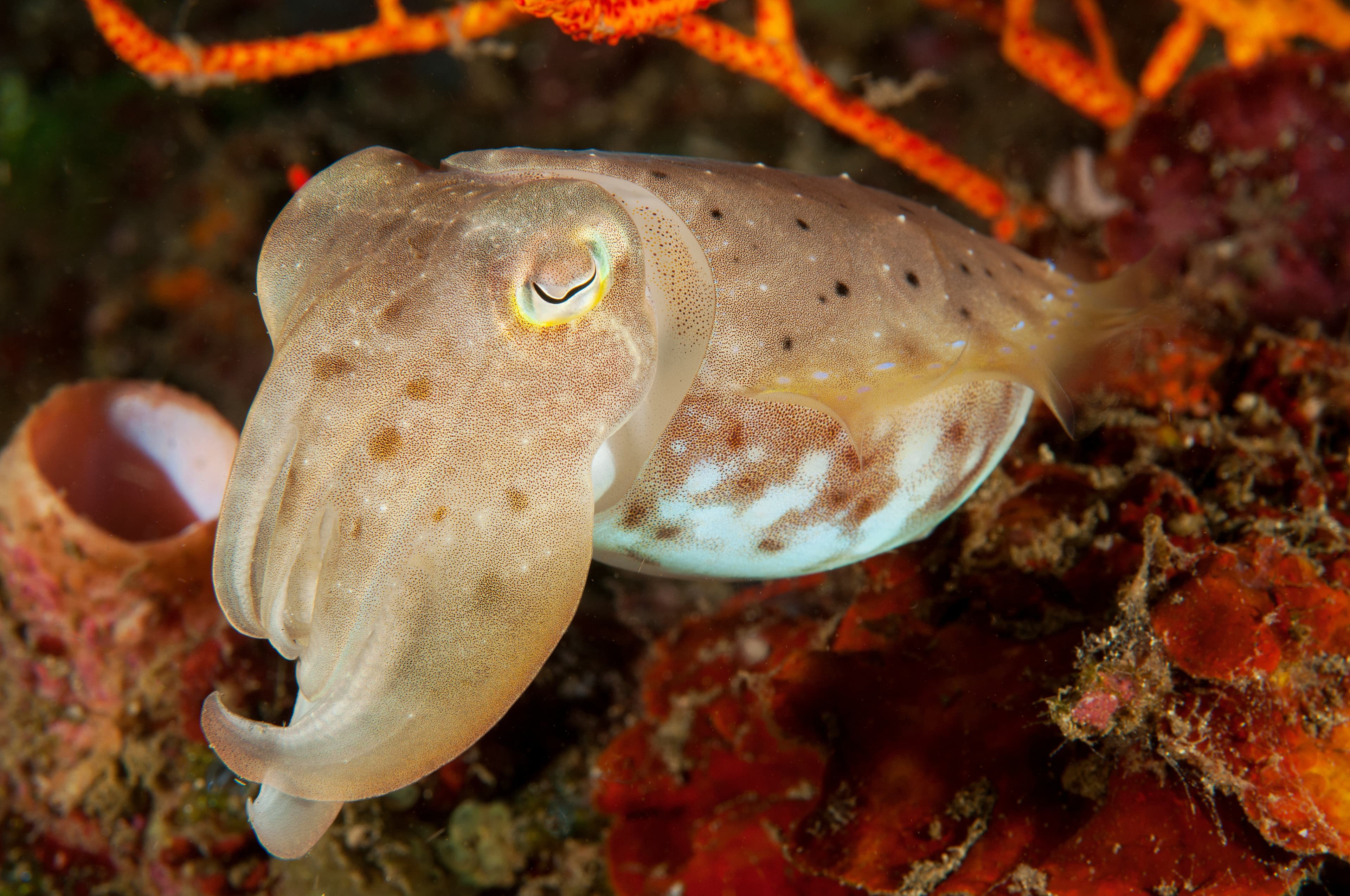 Cuttlefish (Ascarosepion latimanus), Flores Indonesia