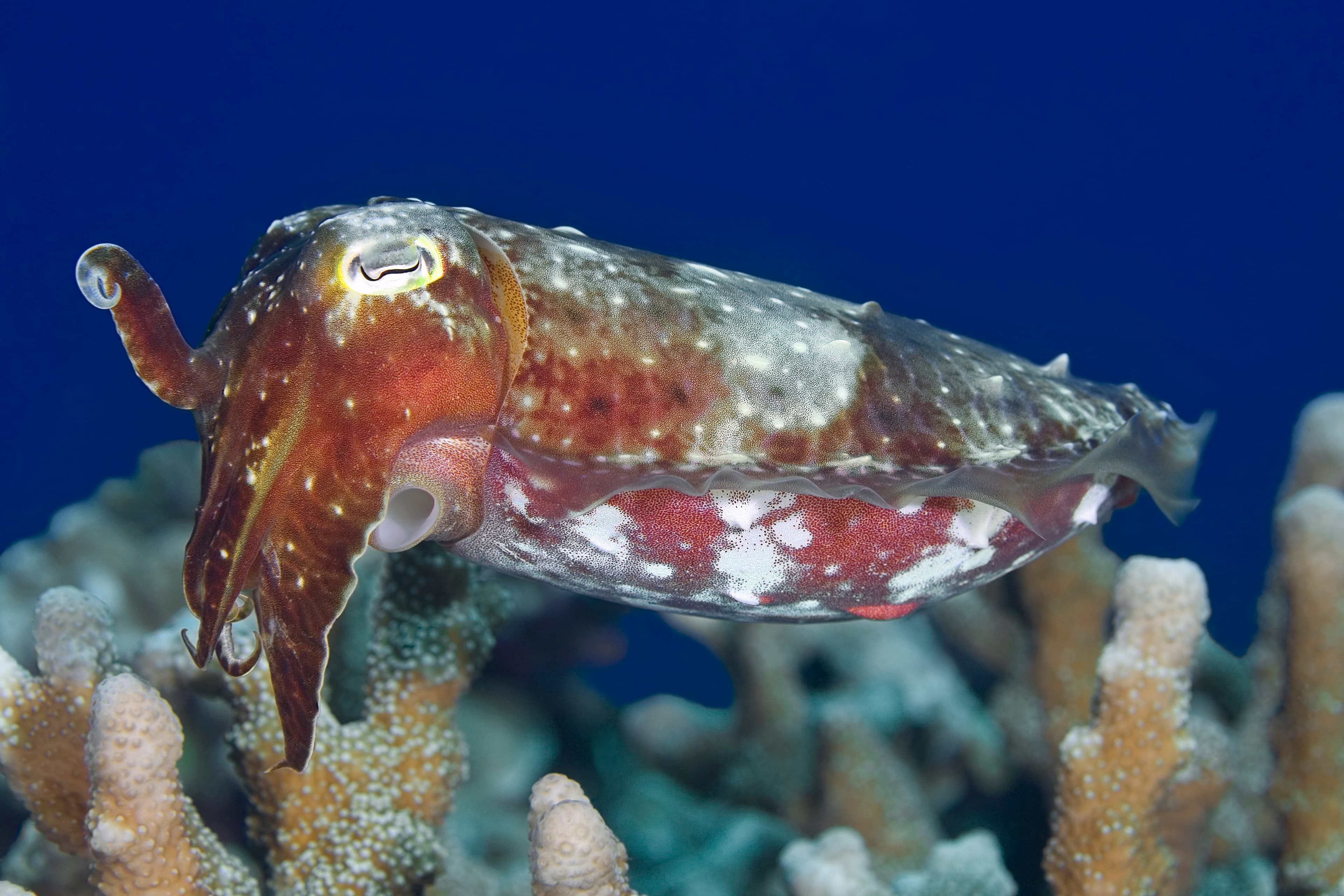 Broadclub Cuttlefish (Ascarosepion latimanus)