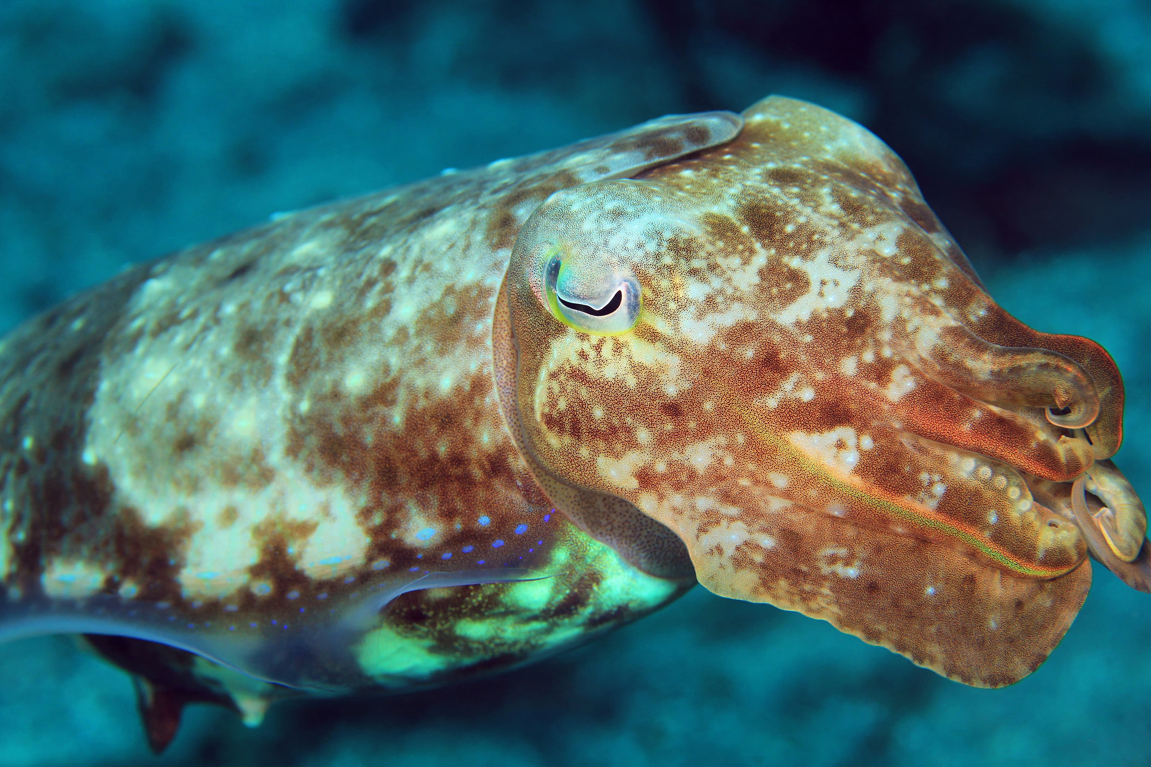 Broadclub Cuttlefish (Ascarosepion latimanus), Padang Bai, Bali, Indonesia