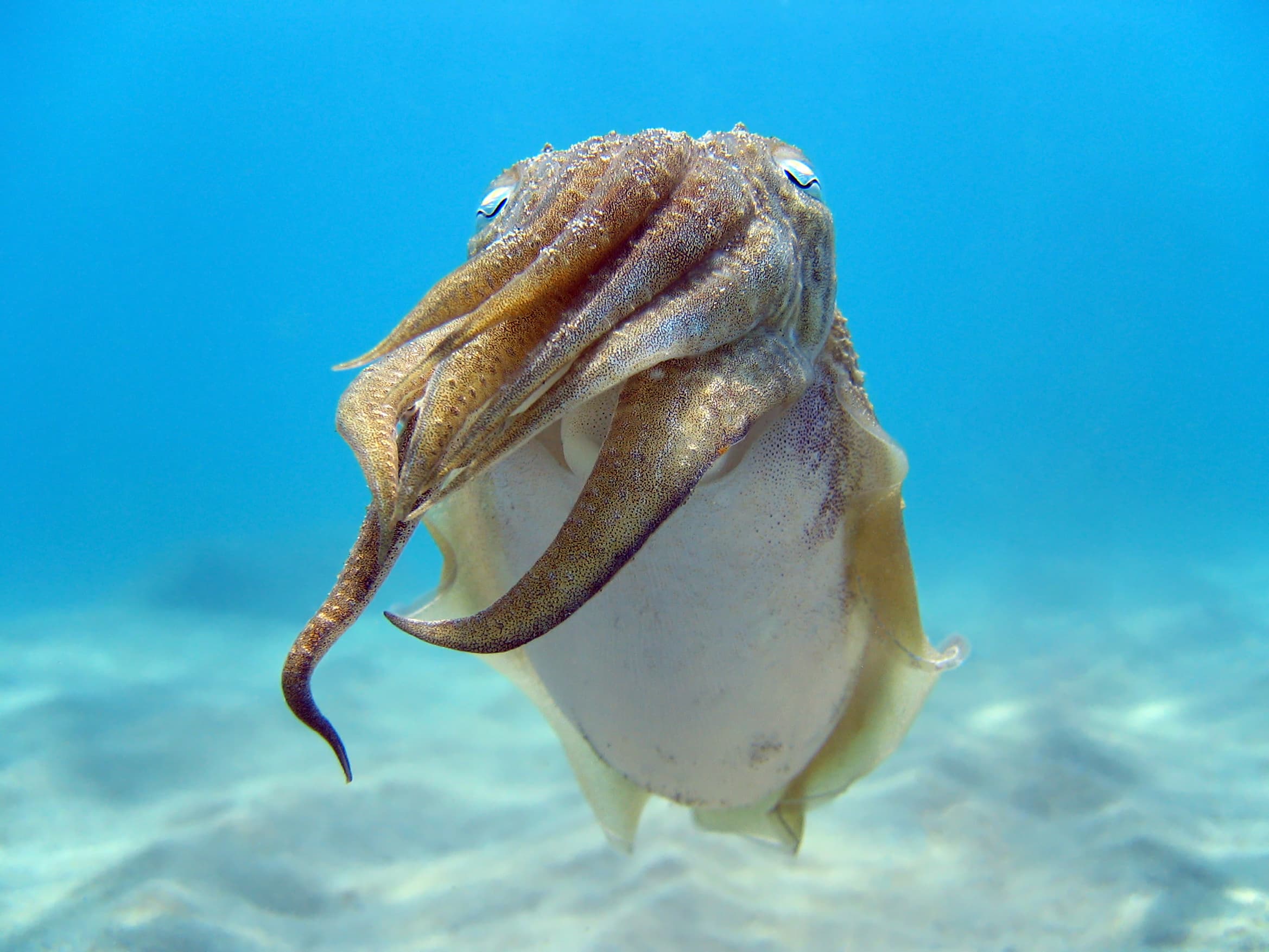 Close up view of a Common Cuttlefish (Sepia officinalis), Mediterranean sea, Spain, Catalonia, Costa Daurada