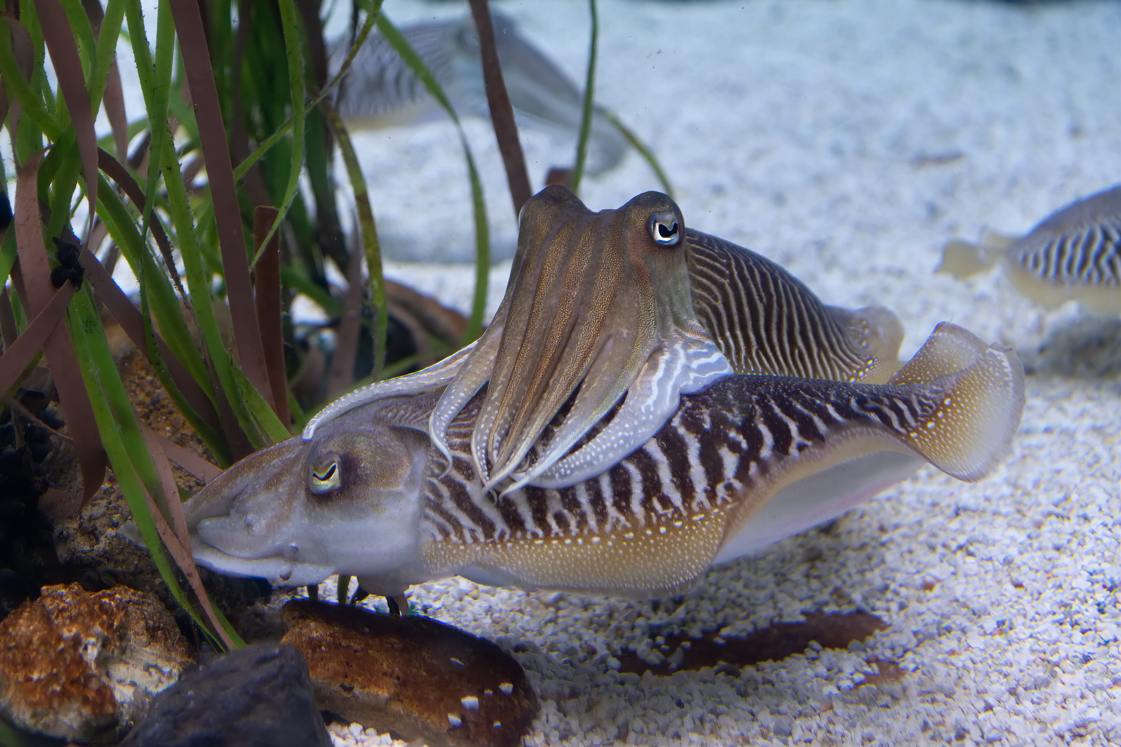 Two cuttlefishes in aquarium with white sand