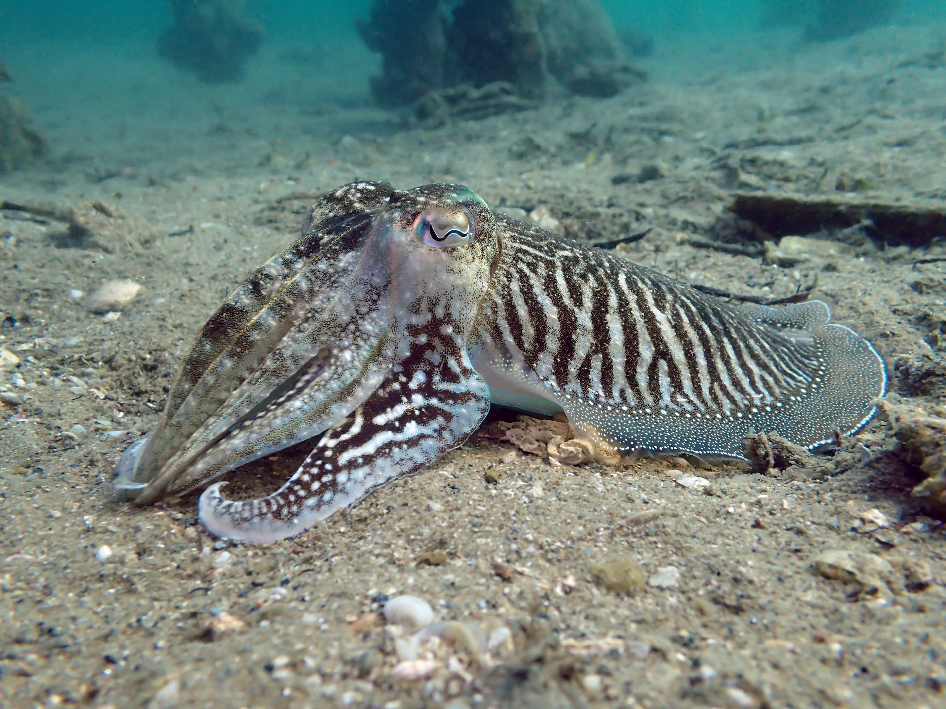 Common Cuttlefish (Sepia officinalis) resting on the seabed