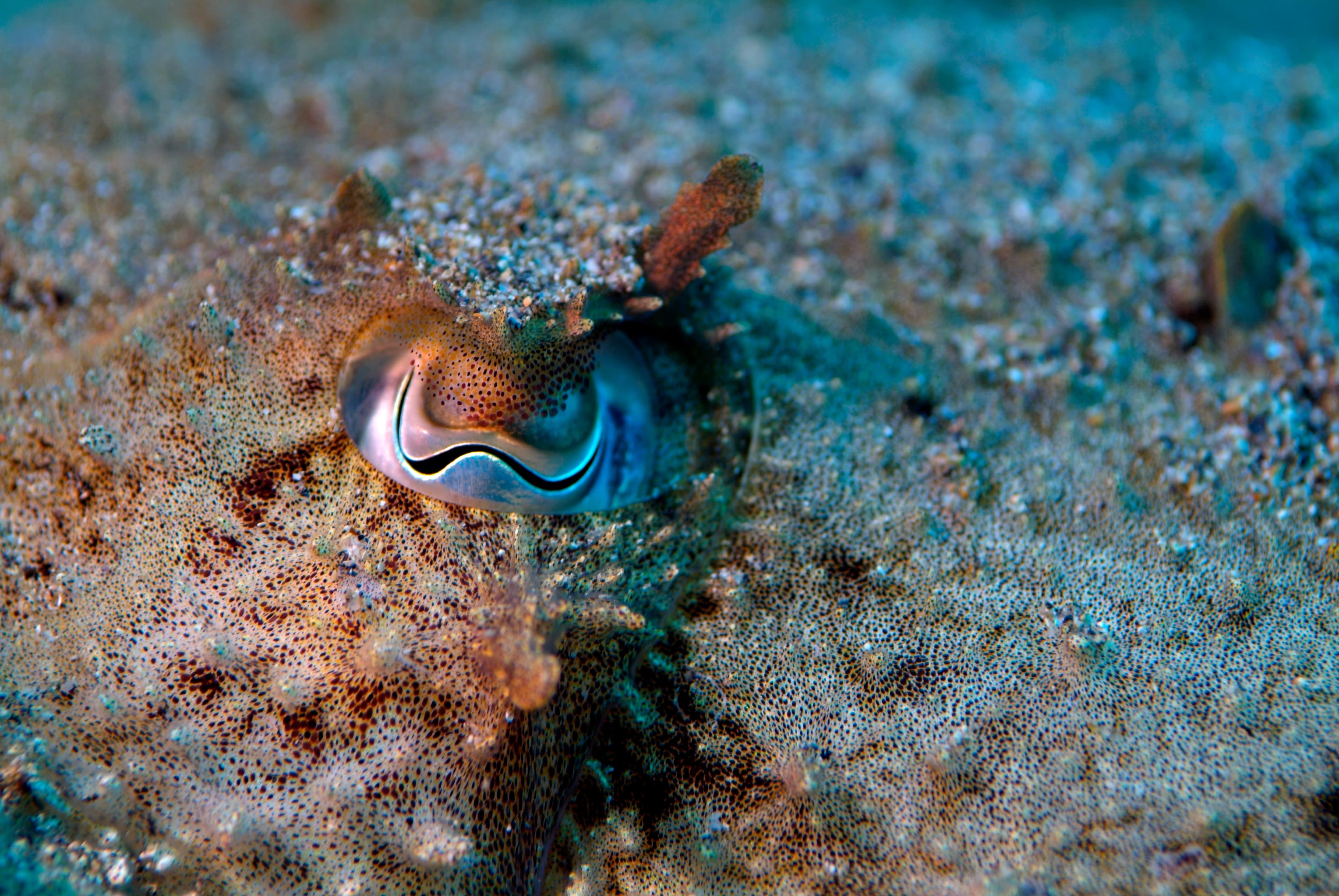 Eye of a Common Cuttlefish (Sepia officinalis), Callelongue Creek, Marseille, France