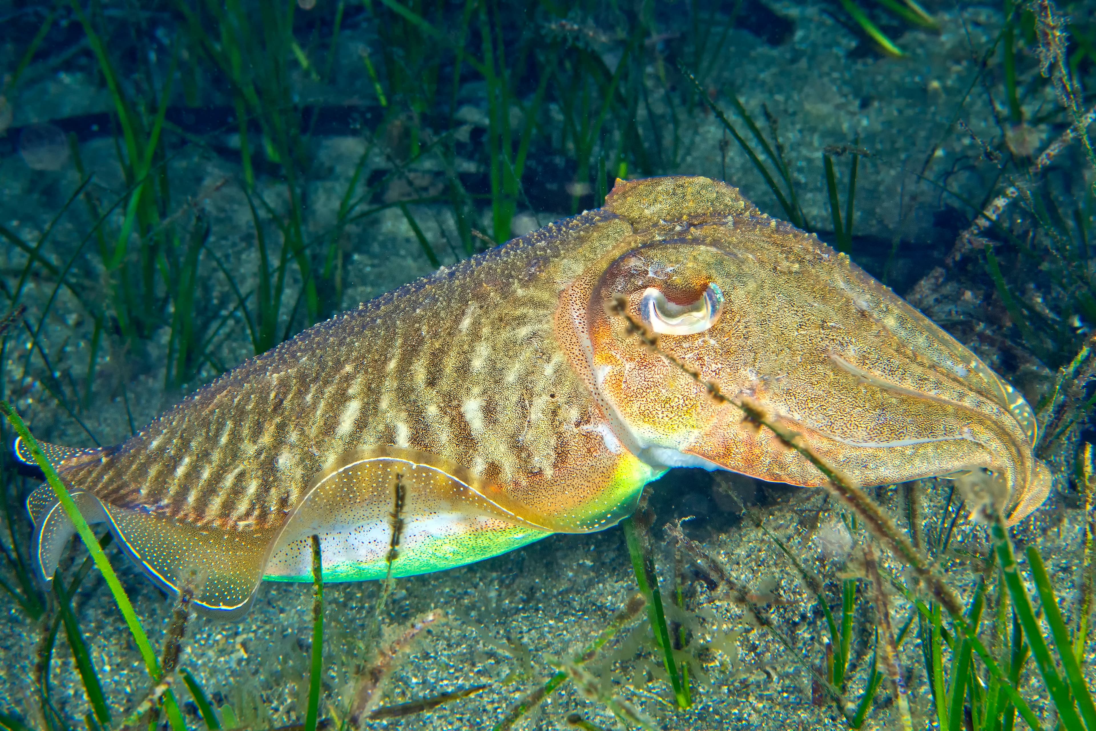 European Common Cuttlefish (Sepia officinalis), Cabo Cope Puntas del Calnegre Natural Park, Mediterranean Sea, Murcia, Spain, Europe