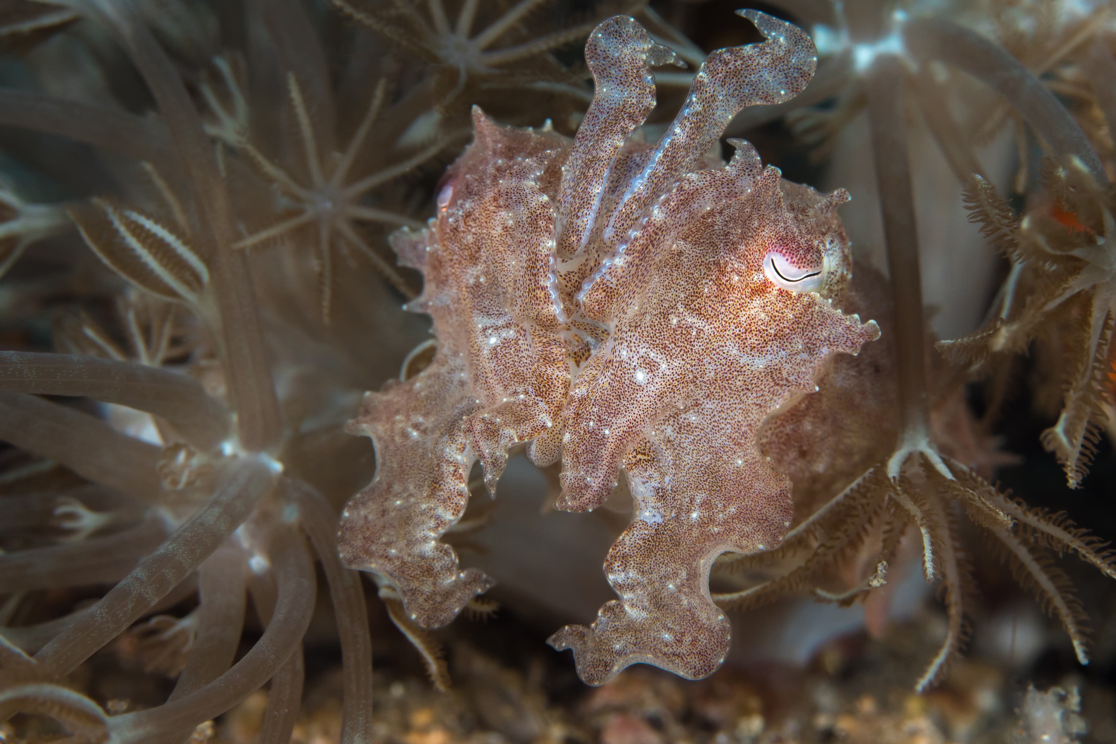 Papuan Cuttlefish hiding in coral reef (Ascarosepion papuense)