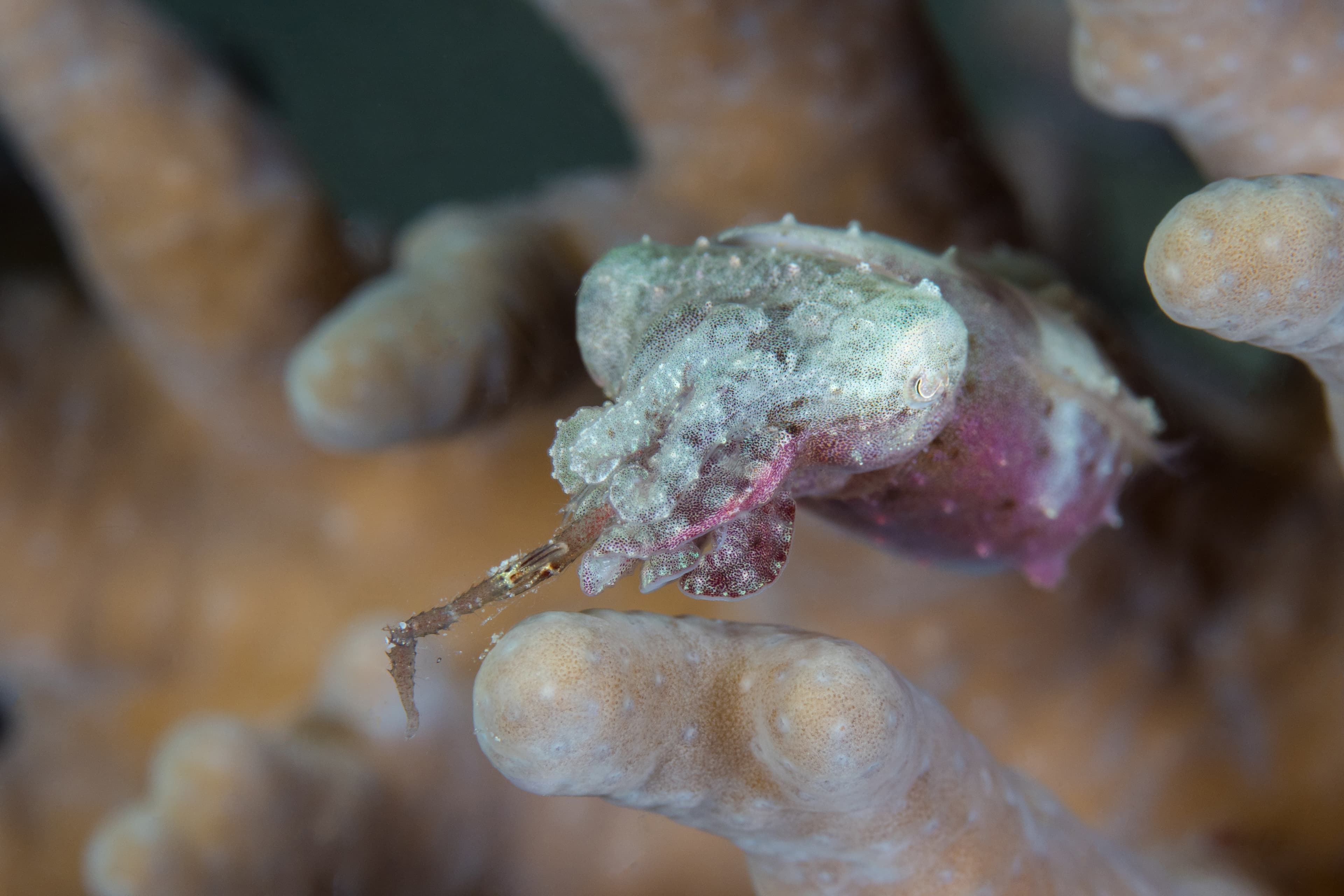 Juvenile Papuan Cuttlefish hunting on coral reef (Ascarosepion papuense)