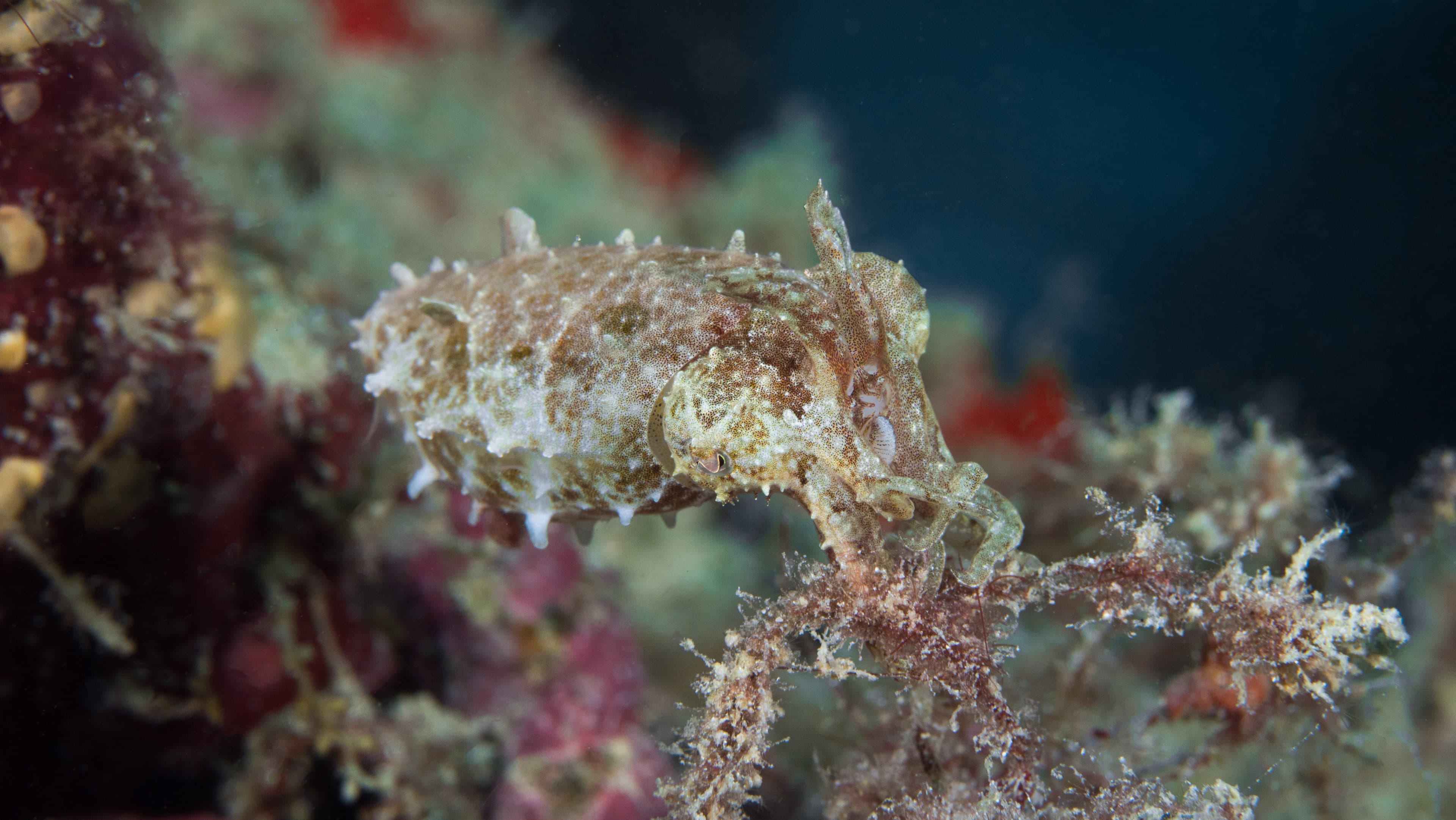 Juvenile Papuan Cuttlefish hunting on coral reef (Ascarosepion papuense)