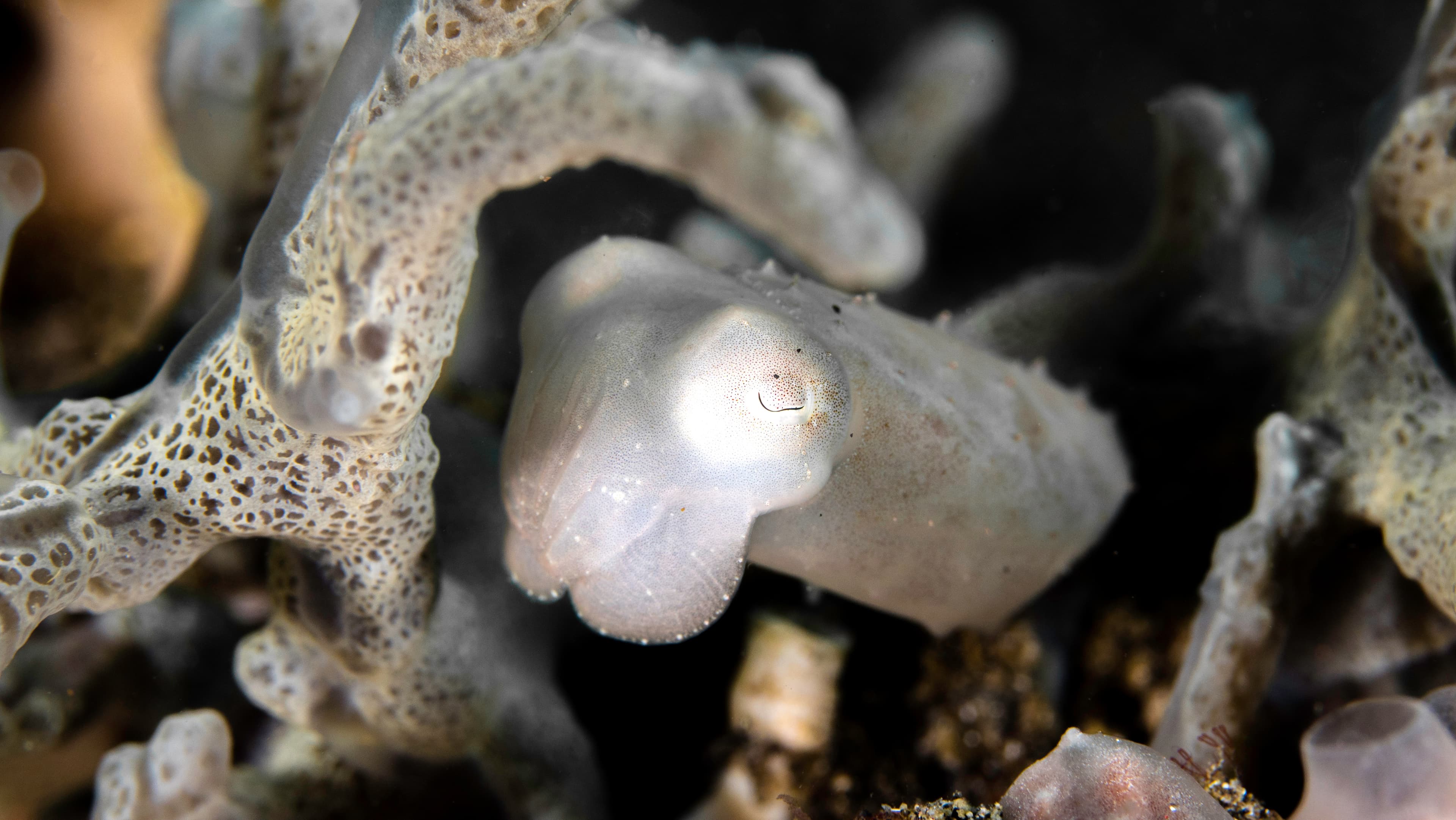 Papuan Cuttlefish hiding in coral reef (Ascarosepion papuense)