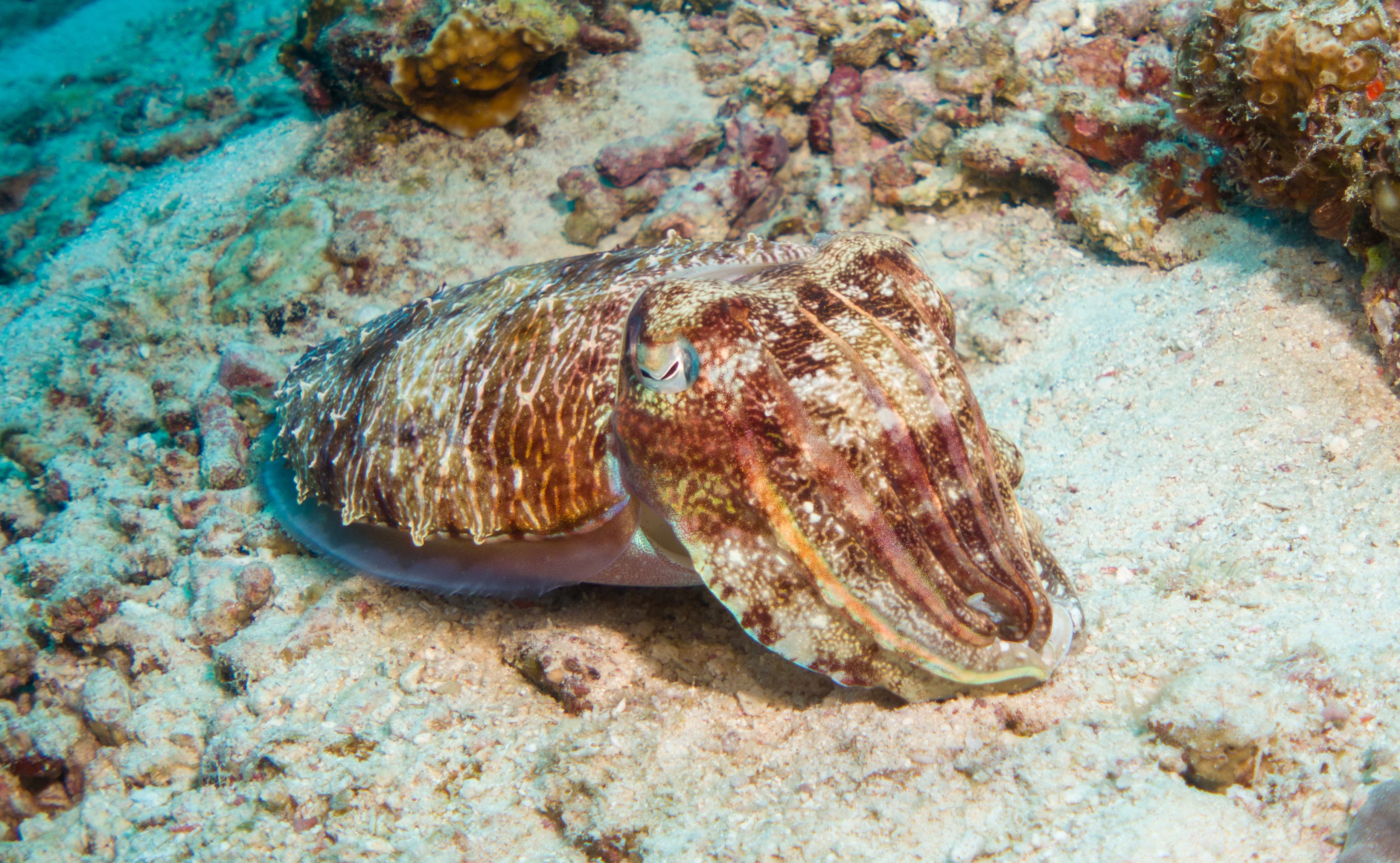 Pharaoh Cuttlefish of the maldives