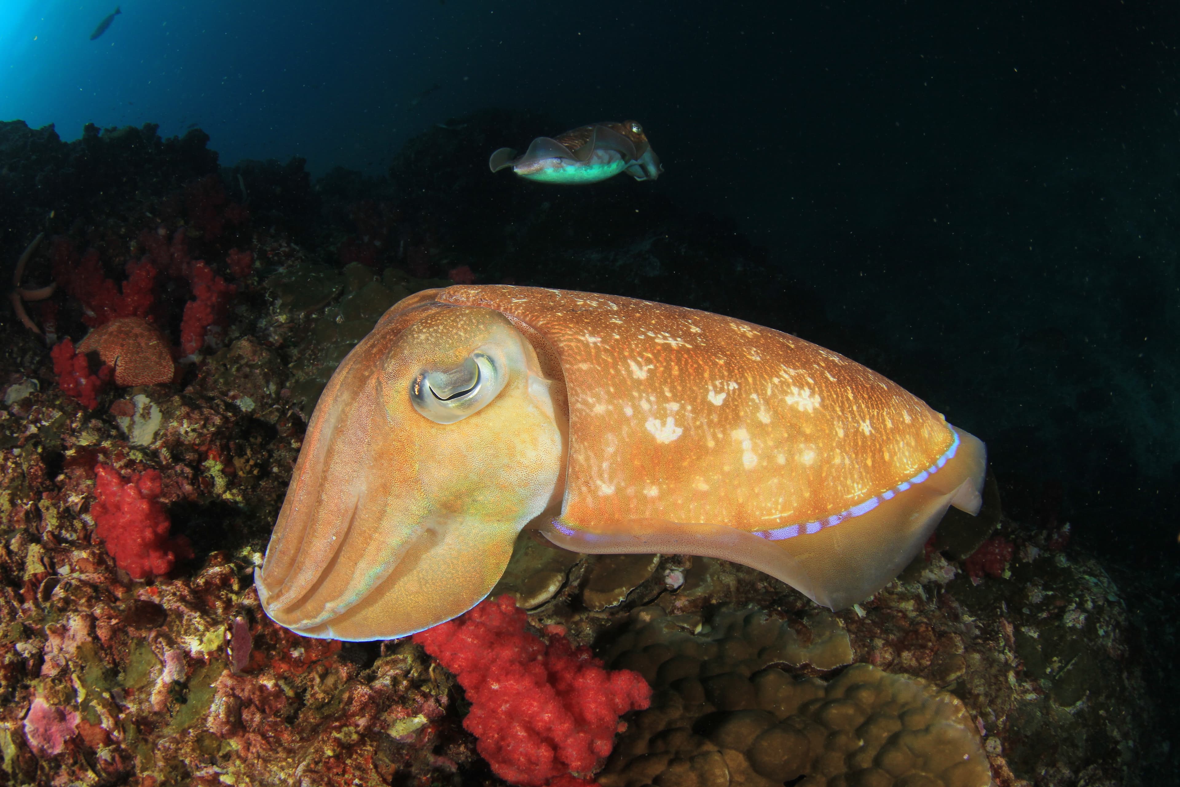 Pair Pharaoh Cuttlefish