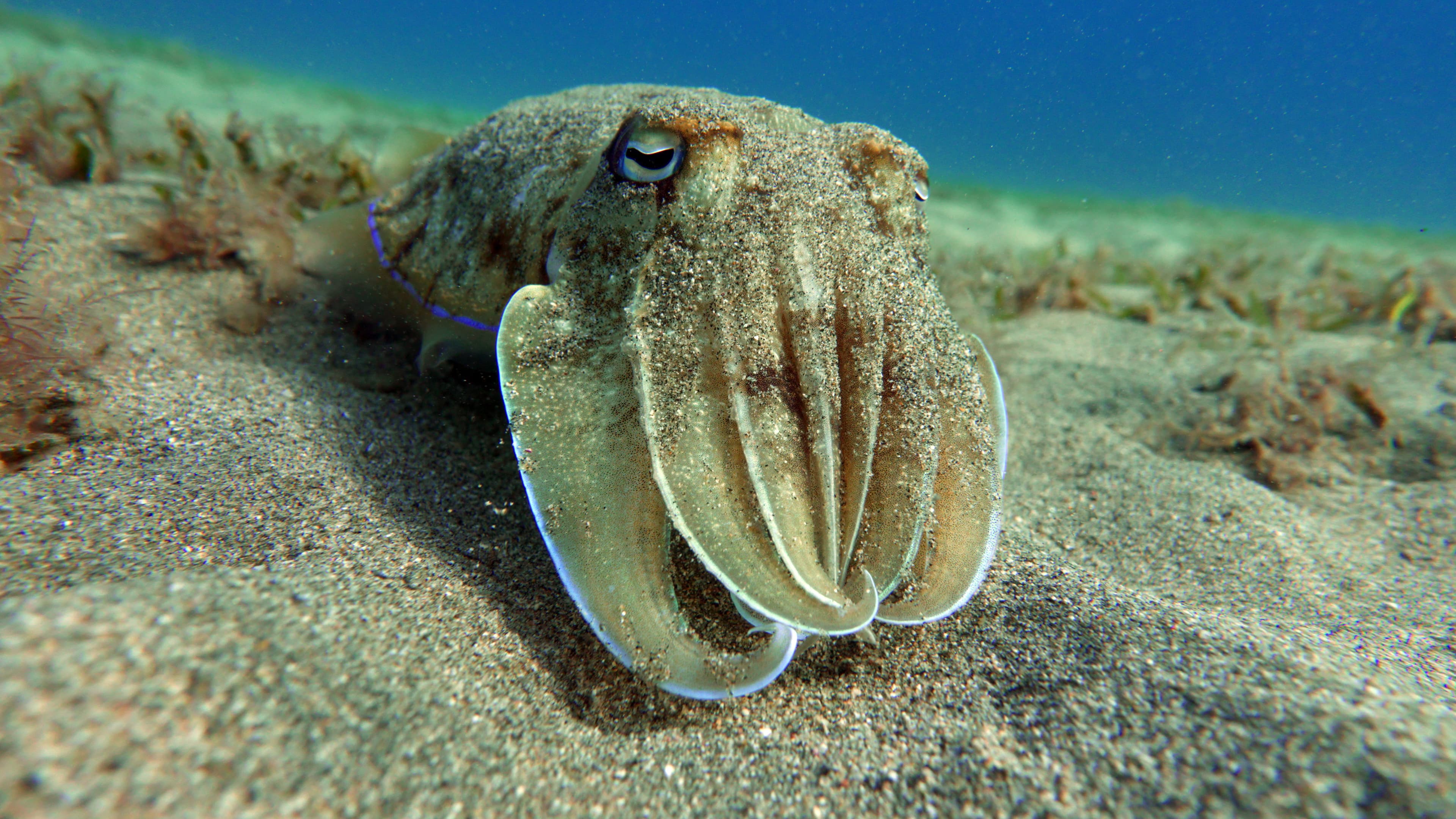 Pharaoh Cuttlefish