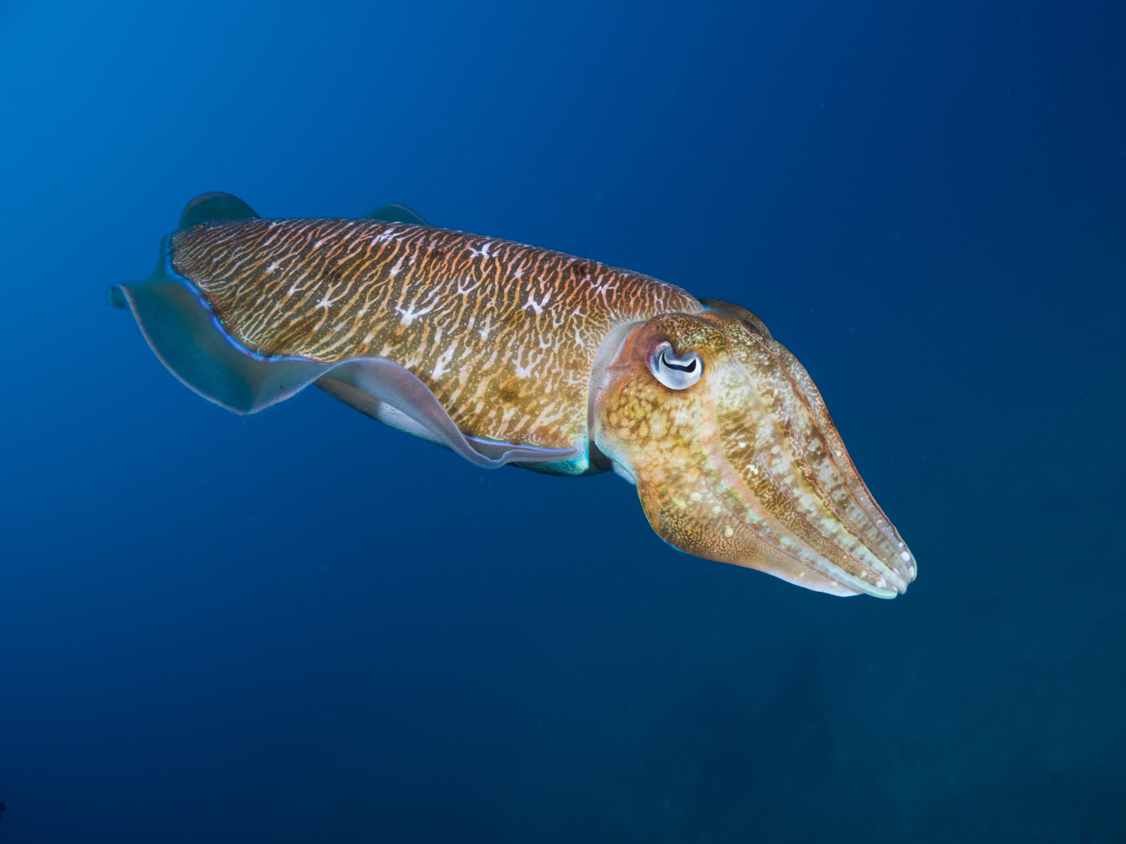 Pharaoh Cuttlefish swimming in the blue