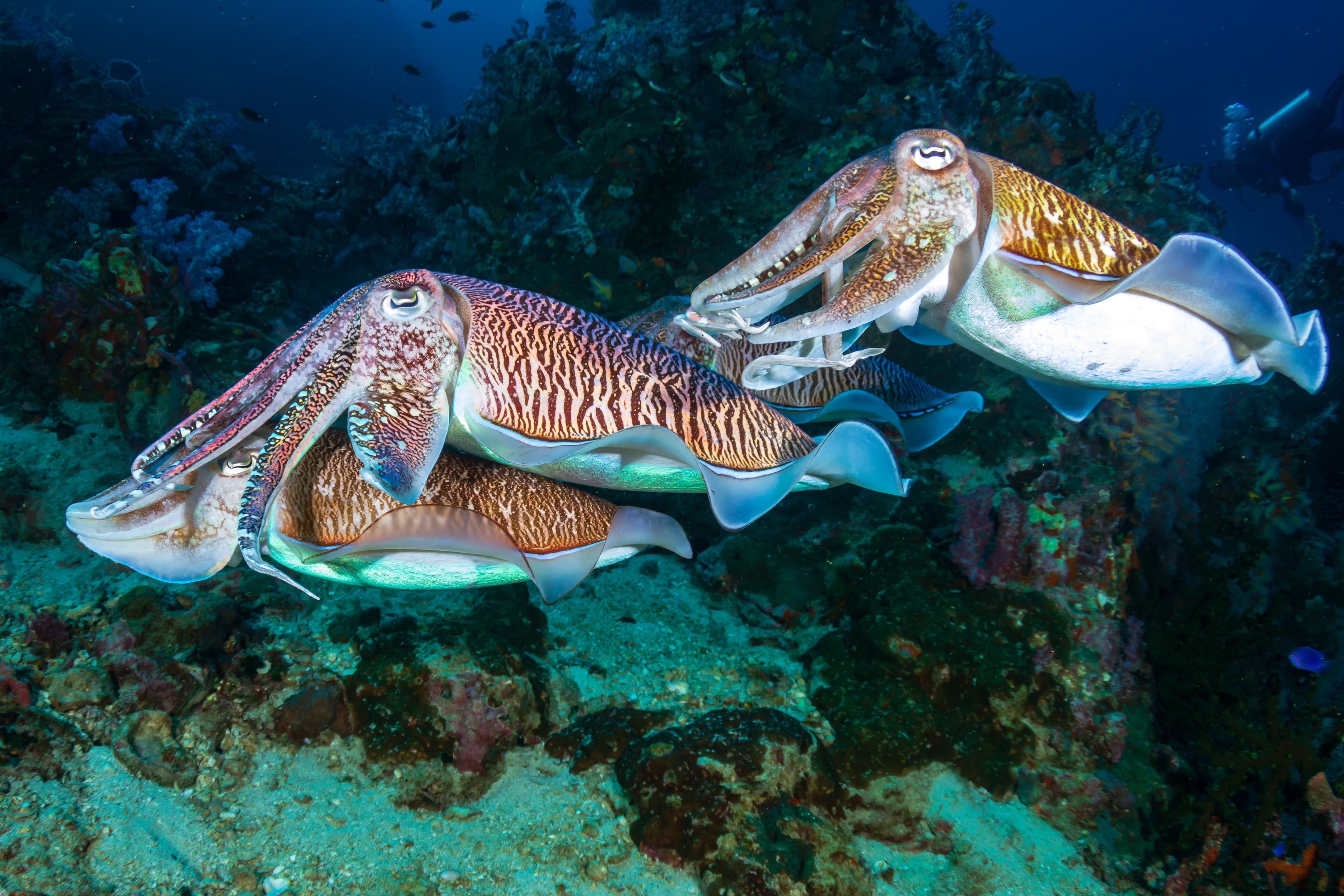 Mating Pharaoh Cuttlefish on a tropical coral reef at sunrise (Richelieu Rock)