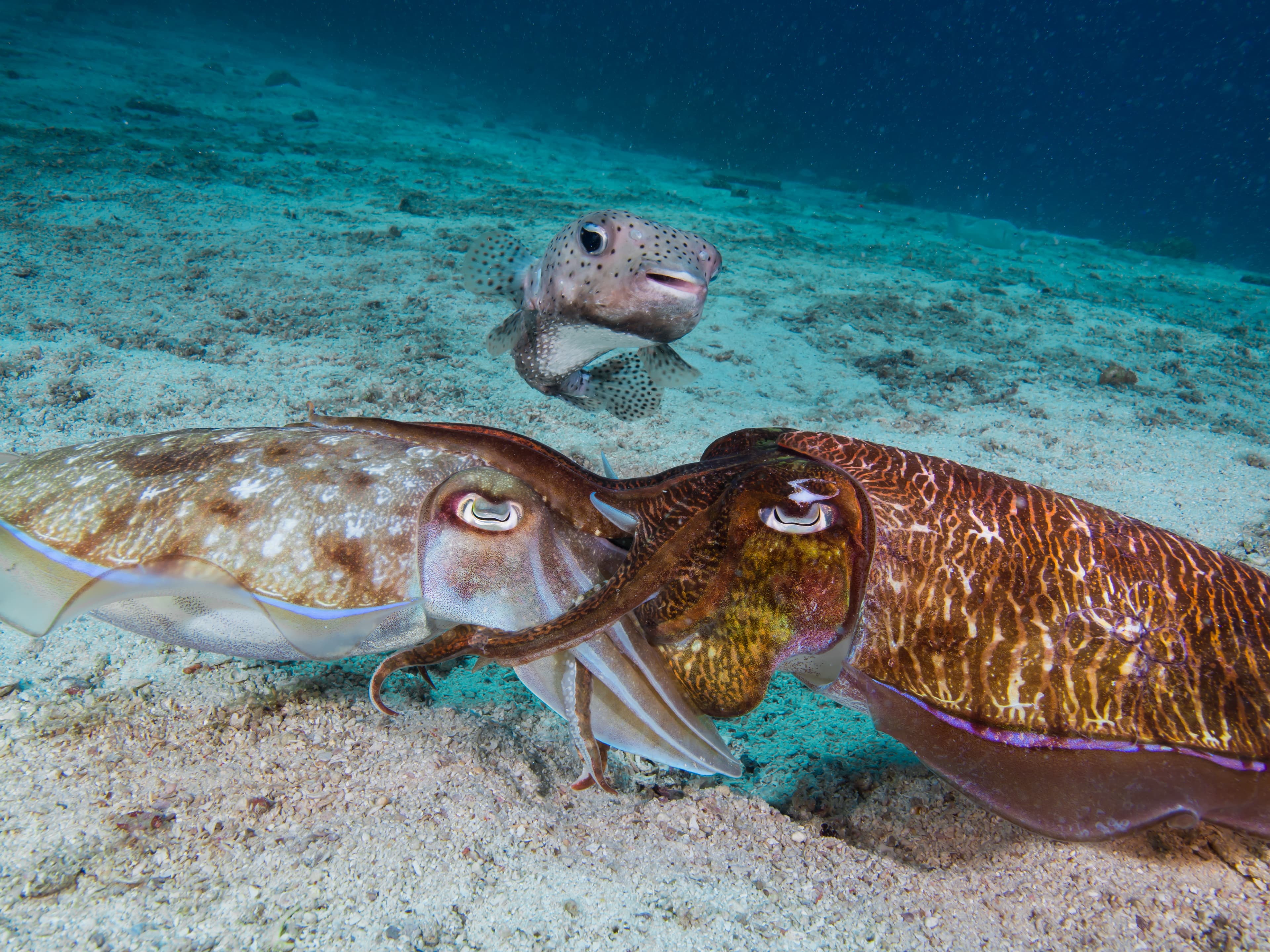 Pharaoh Cuttlefish mating with a porcupine fish watching them