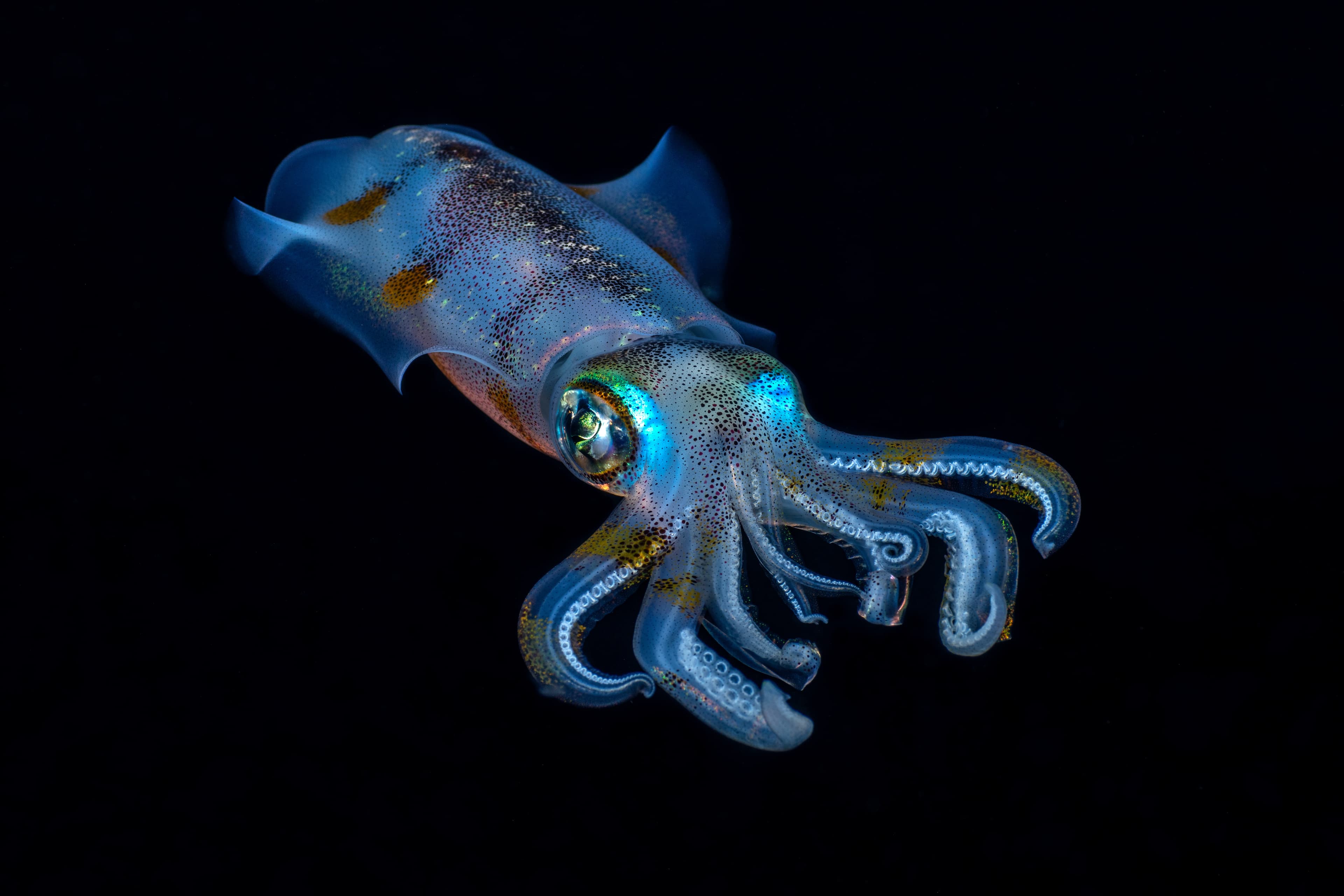 Amazing underwater world. Bigfin Reef Squid (Sepioteuthis lessoniana) in the night. Tulamben, Bali, Indonesia