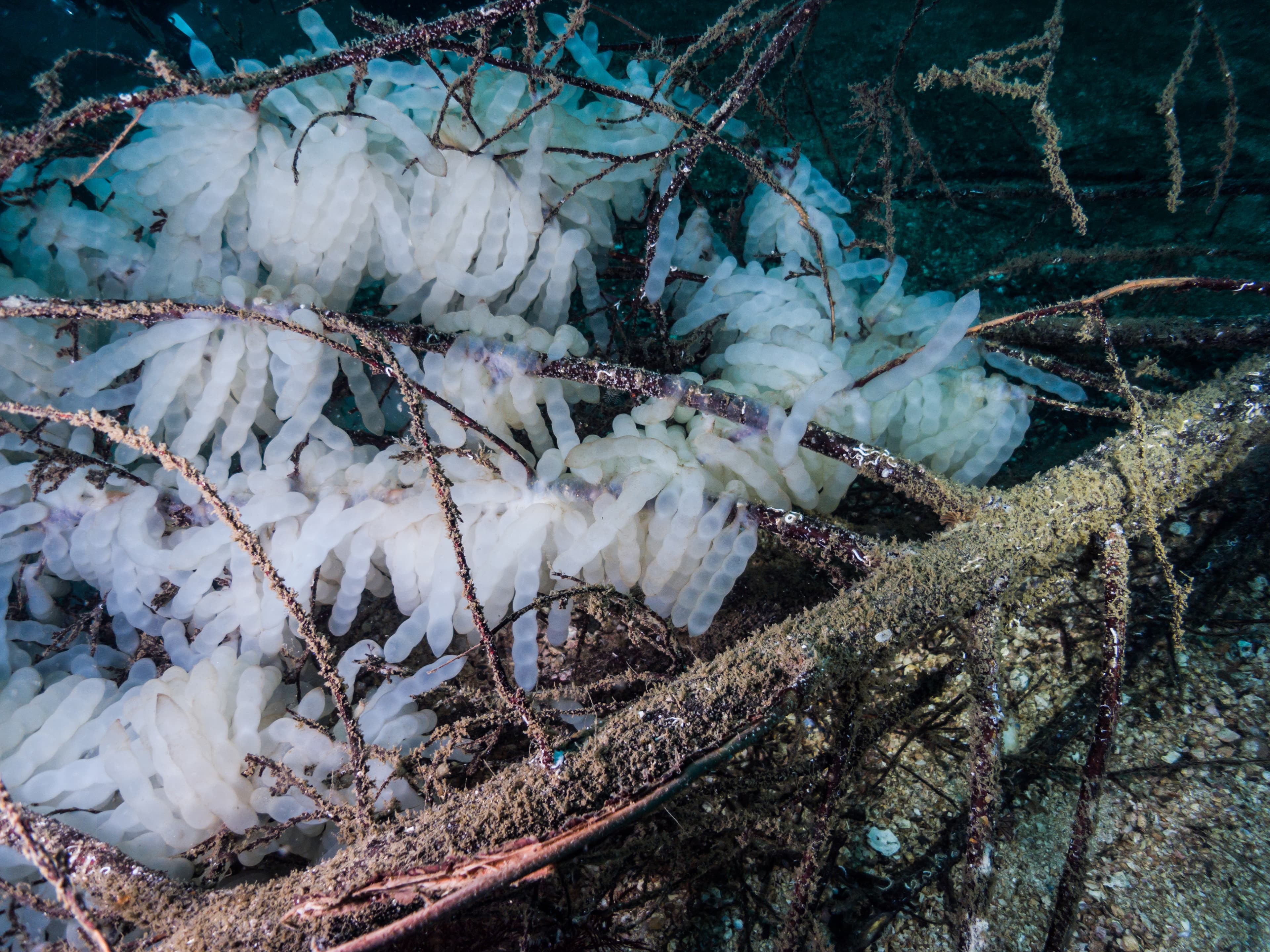 Egg masses of the Bigfin Reef Squid (Sepioteuthis lessoniana) laid on an artificial reef made of thinned wood