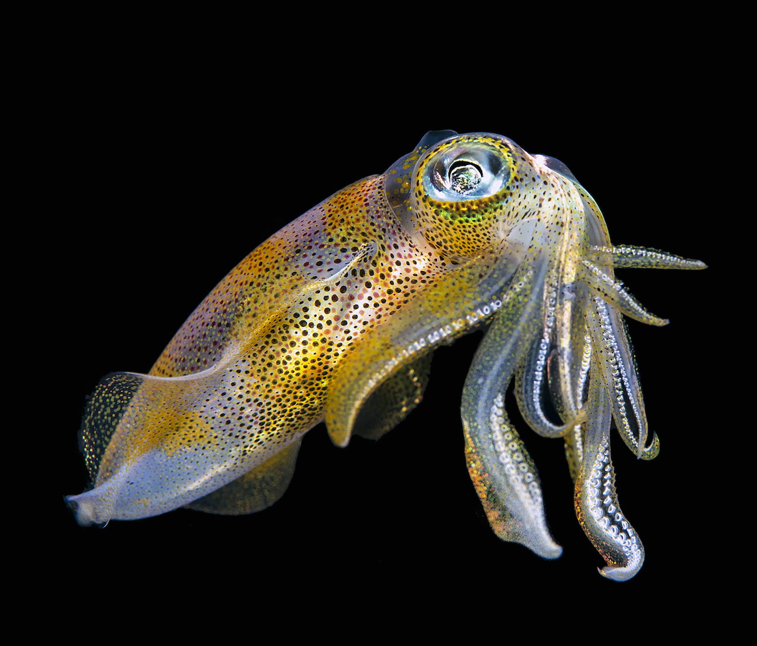 Bigfin Reef Squid (Sepioteuthis lessoniana), Indonesia