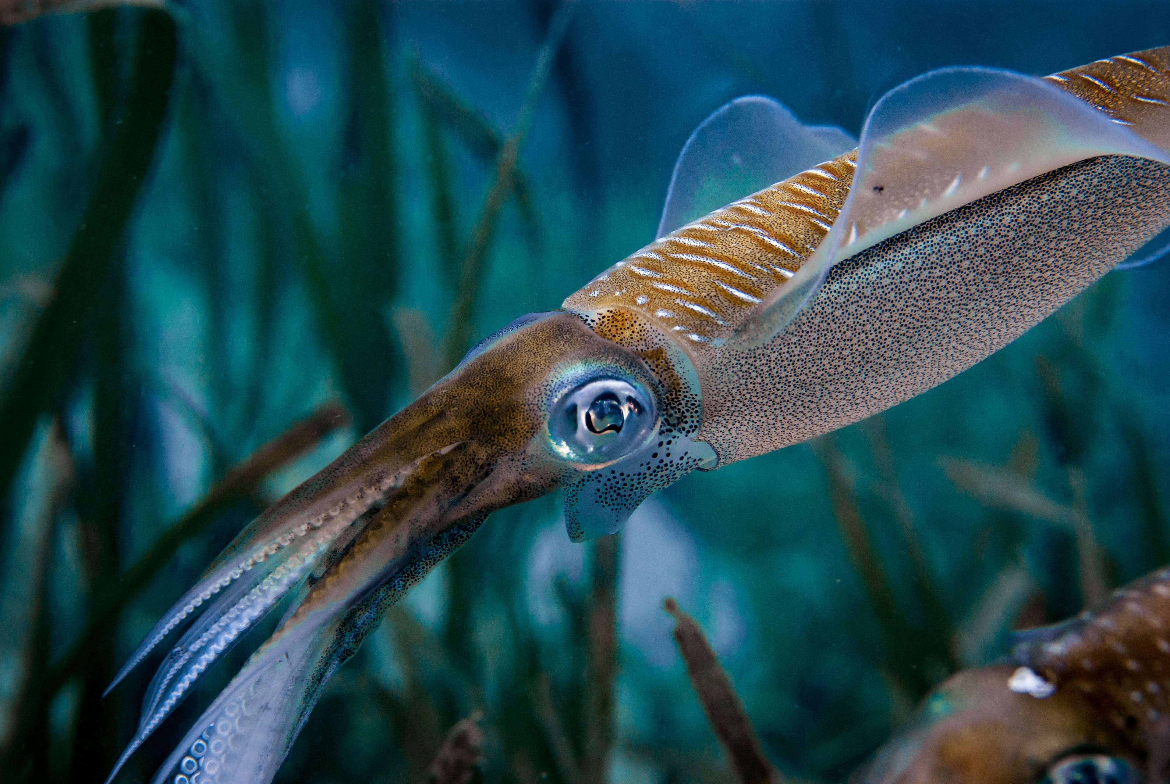 Bigfin Reef Squid (Sepioteuthis lessoniana)