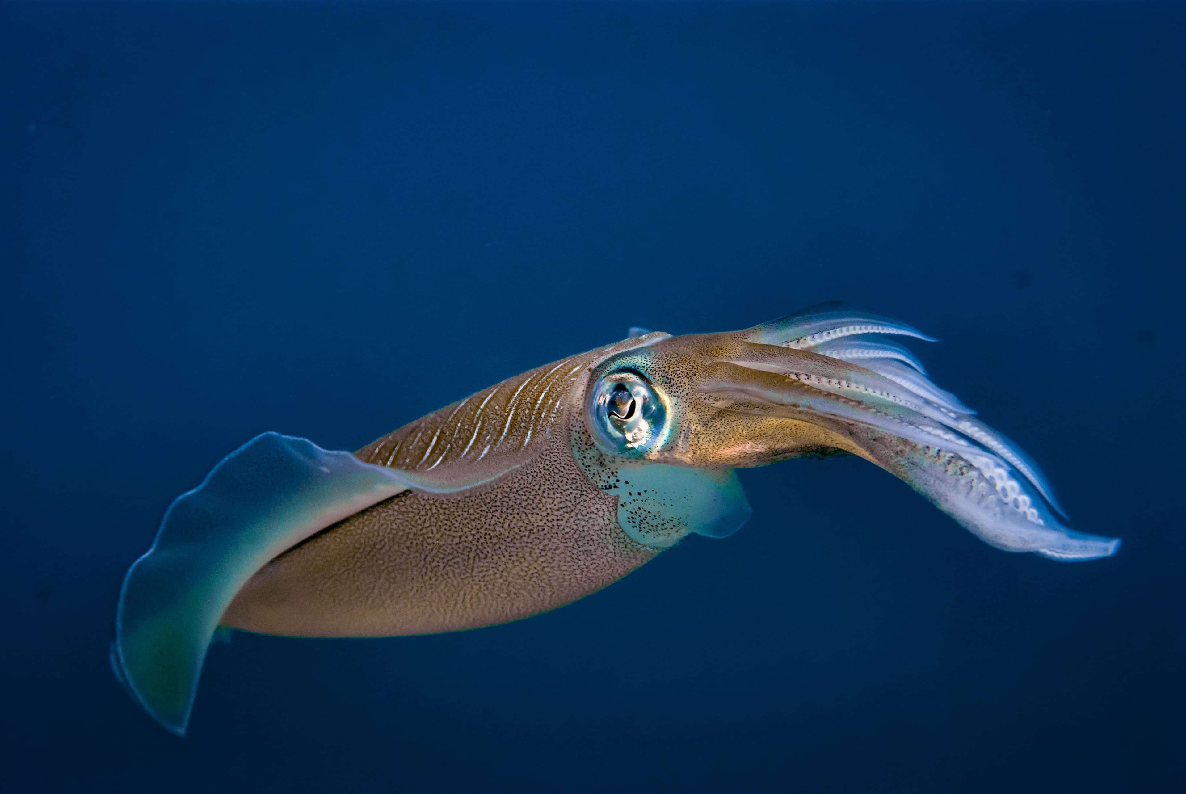 Bigfin Reef Squid (Sepioteuthis lessoniana)