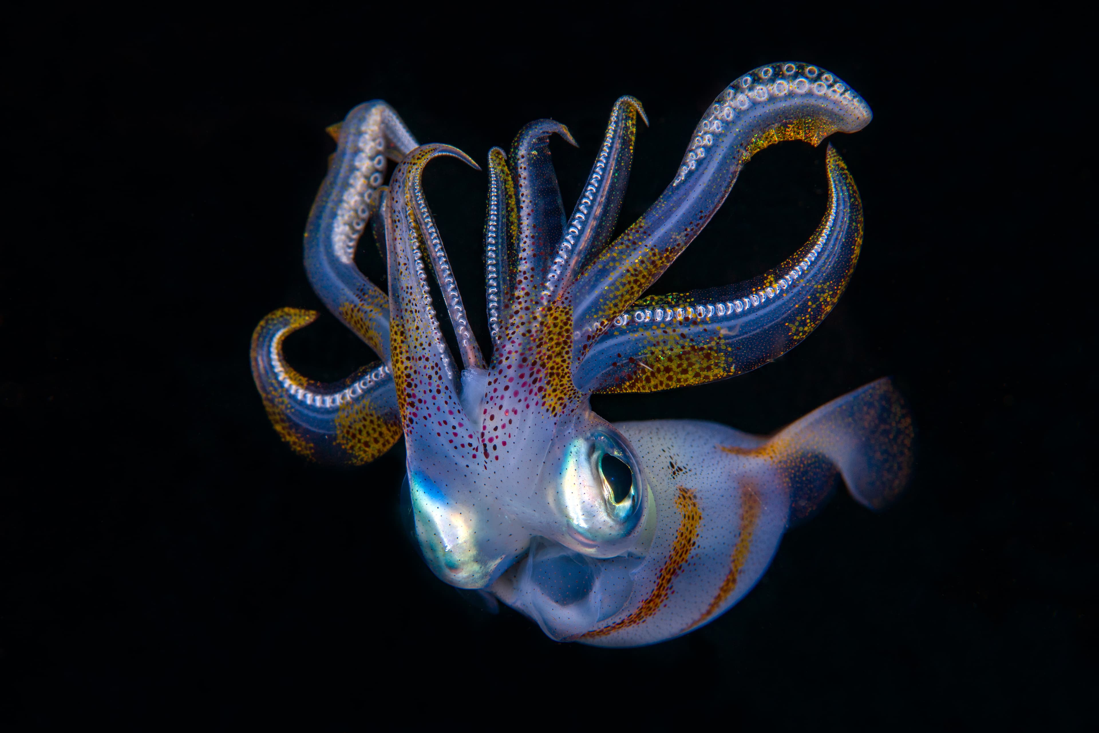 Bigfin Reef Squid (Sepioteuthis lessoniana) in the night. Underwater world of Tulamben, Bali, Indonesia