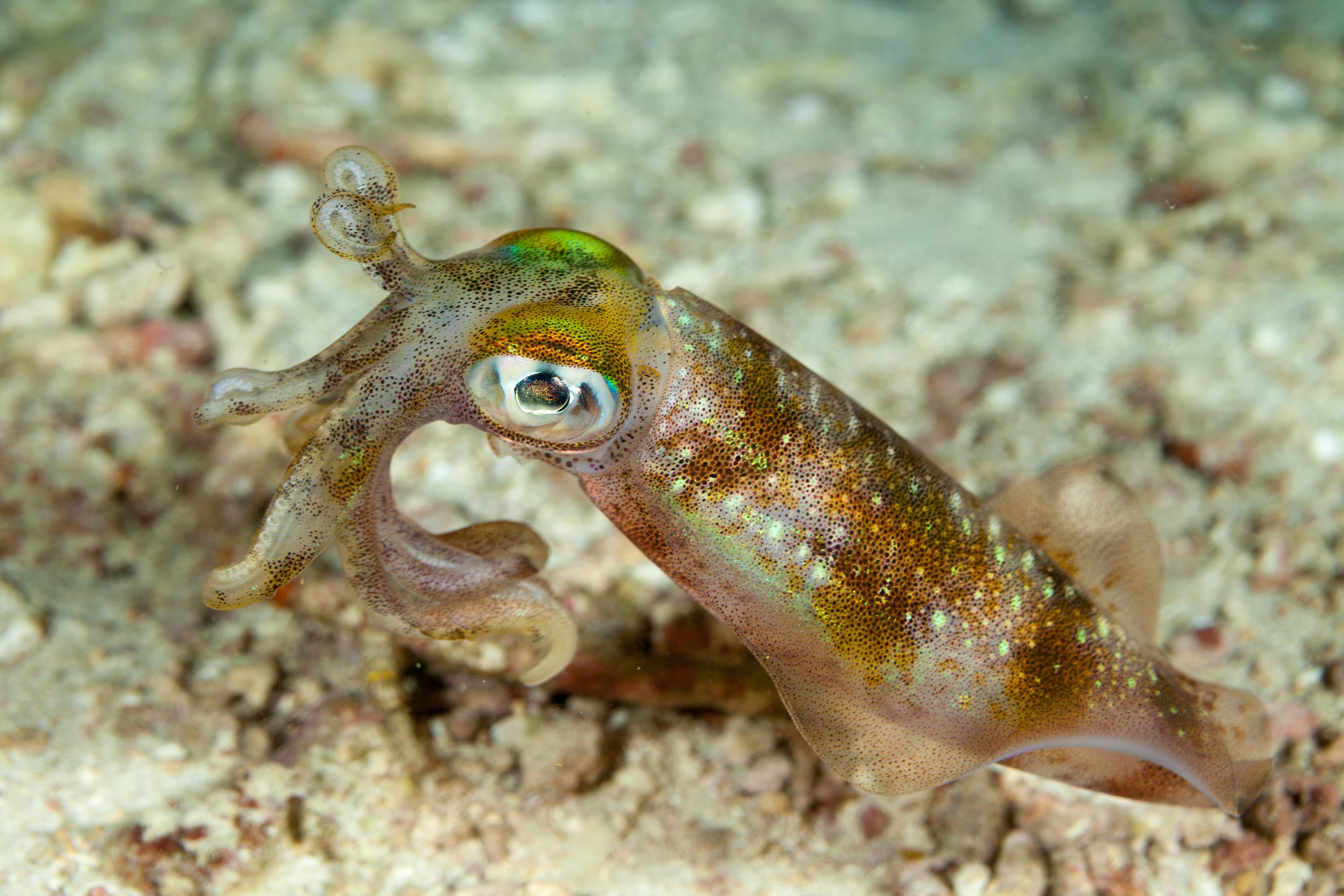 Bigfin Reef Squid (Sepioteuthis lessoniana)