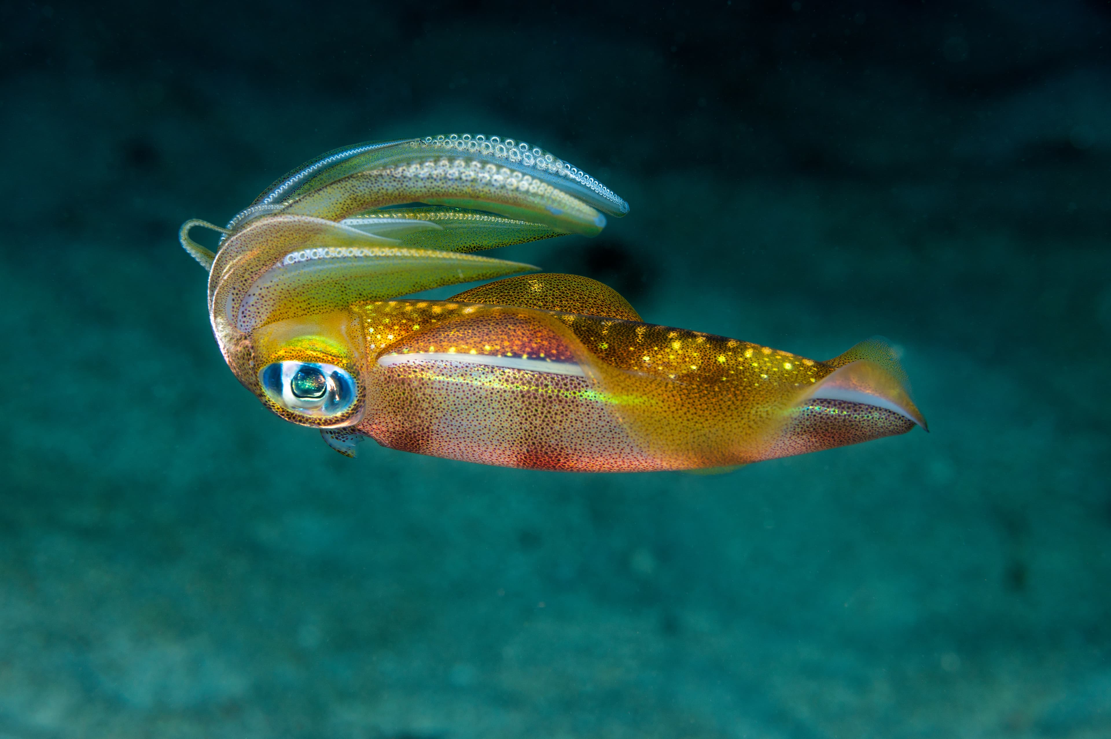 Bigfin Reef Squid (Sepioteuthis lessoniana), Raja Ampat Indonesia