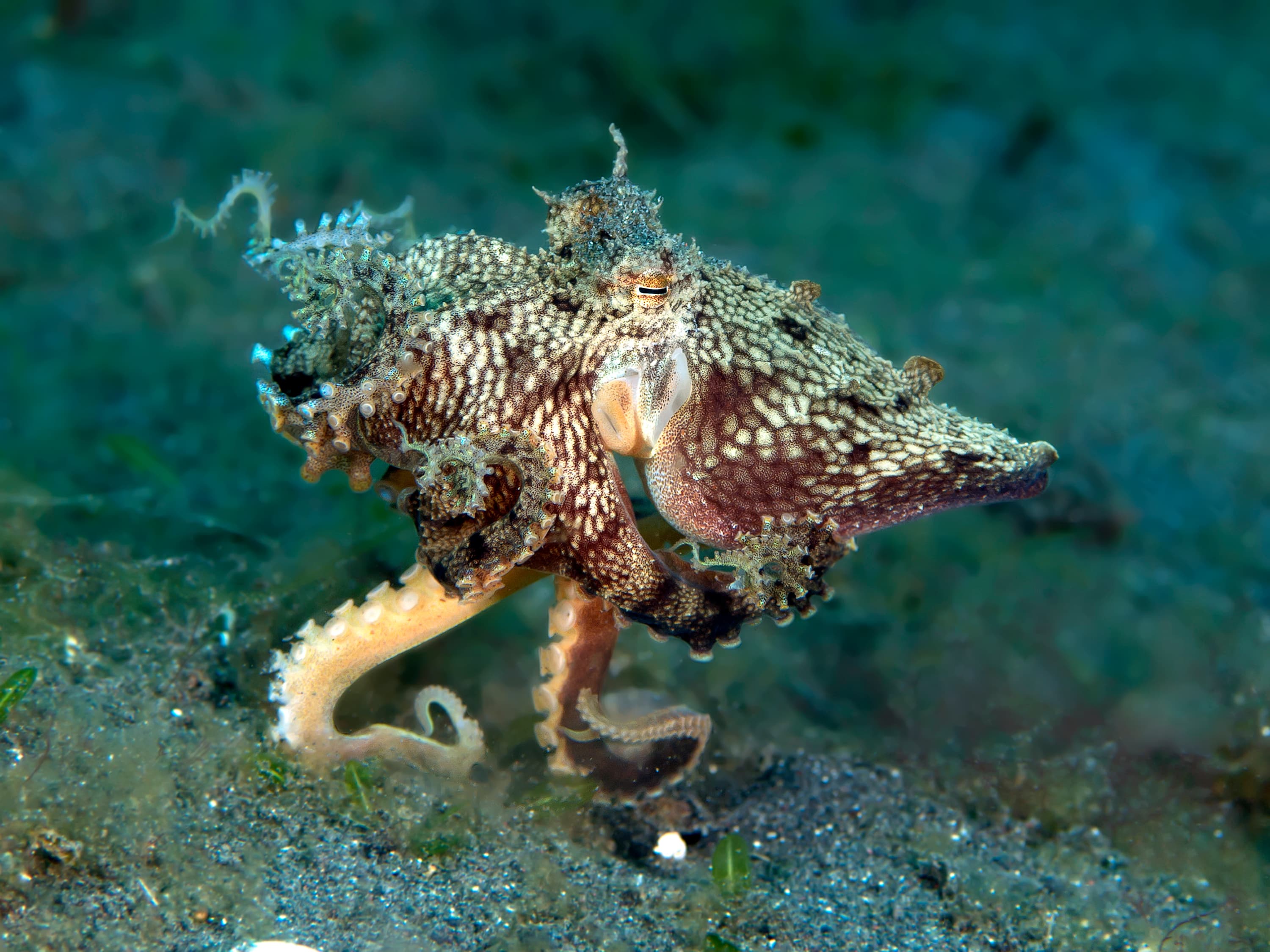  Mimic Octopus