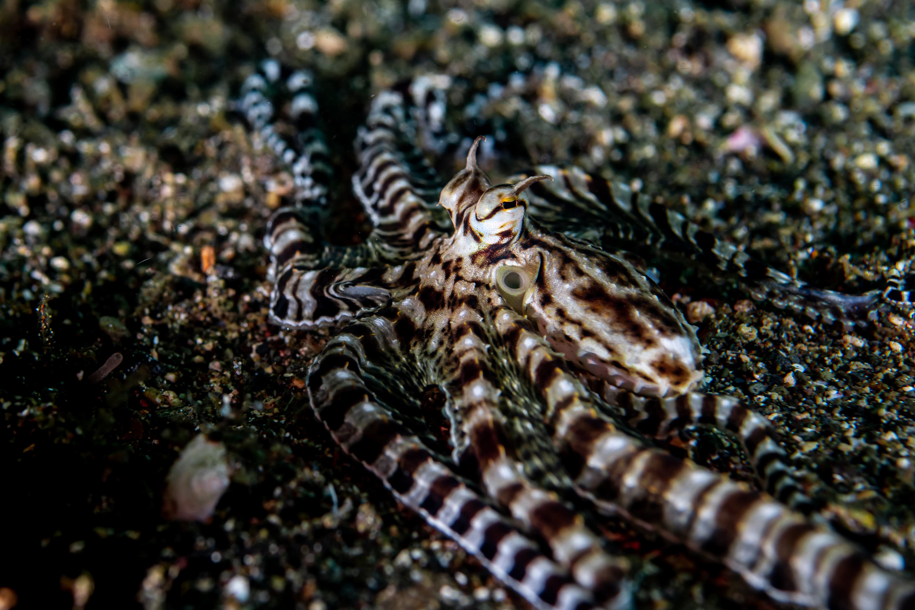 A Mimic Octopus crawling across the sea floor