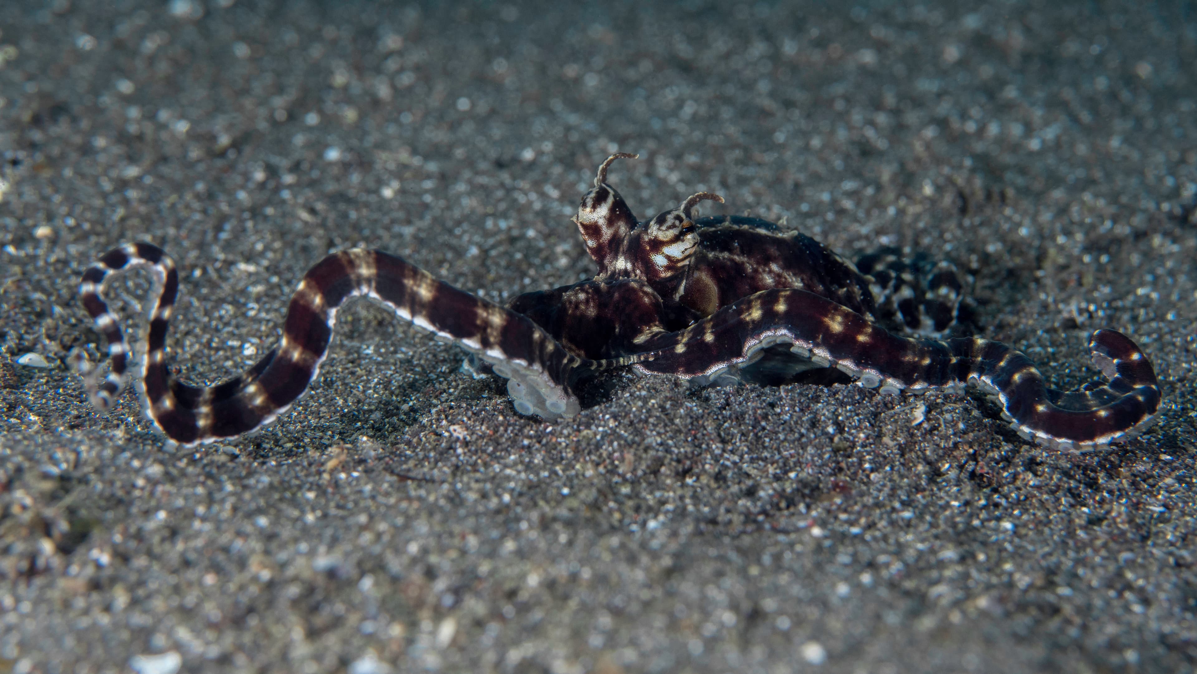 Mimic Octopus changing shapes and forms mimicking other animals