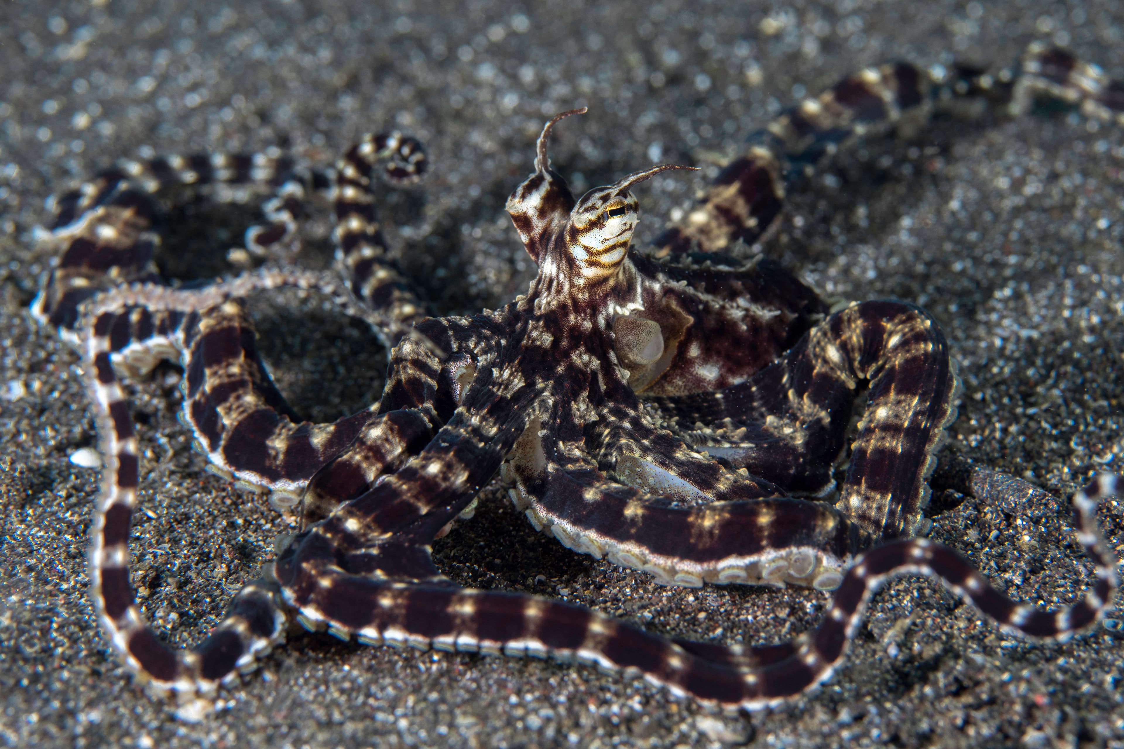 Mimic Octopus changing shapes and forms mimicking other animals