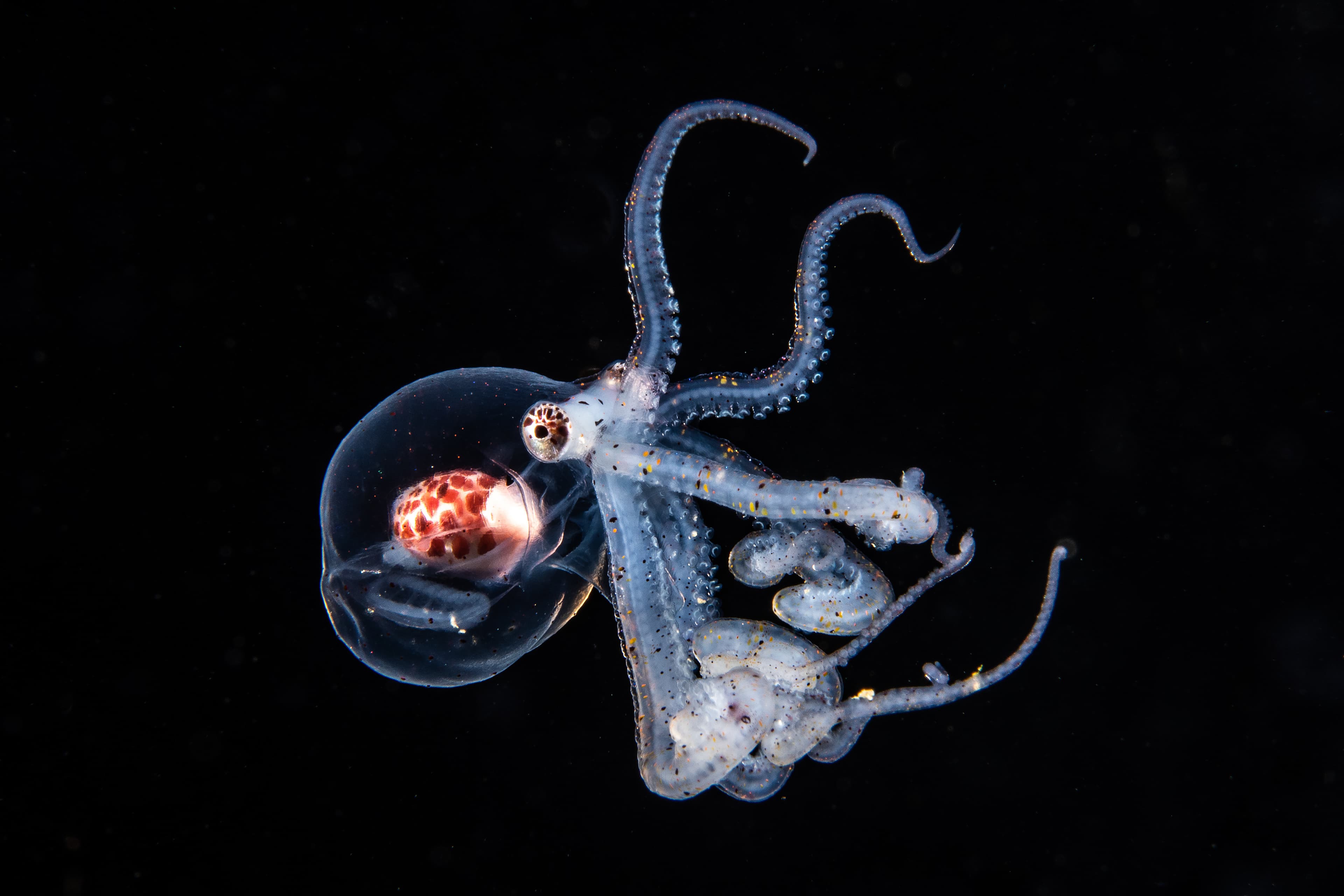 Larval Wunderpus Octopus (Wunderpus photogenicus)