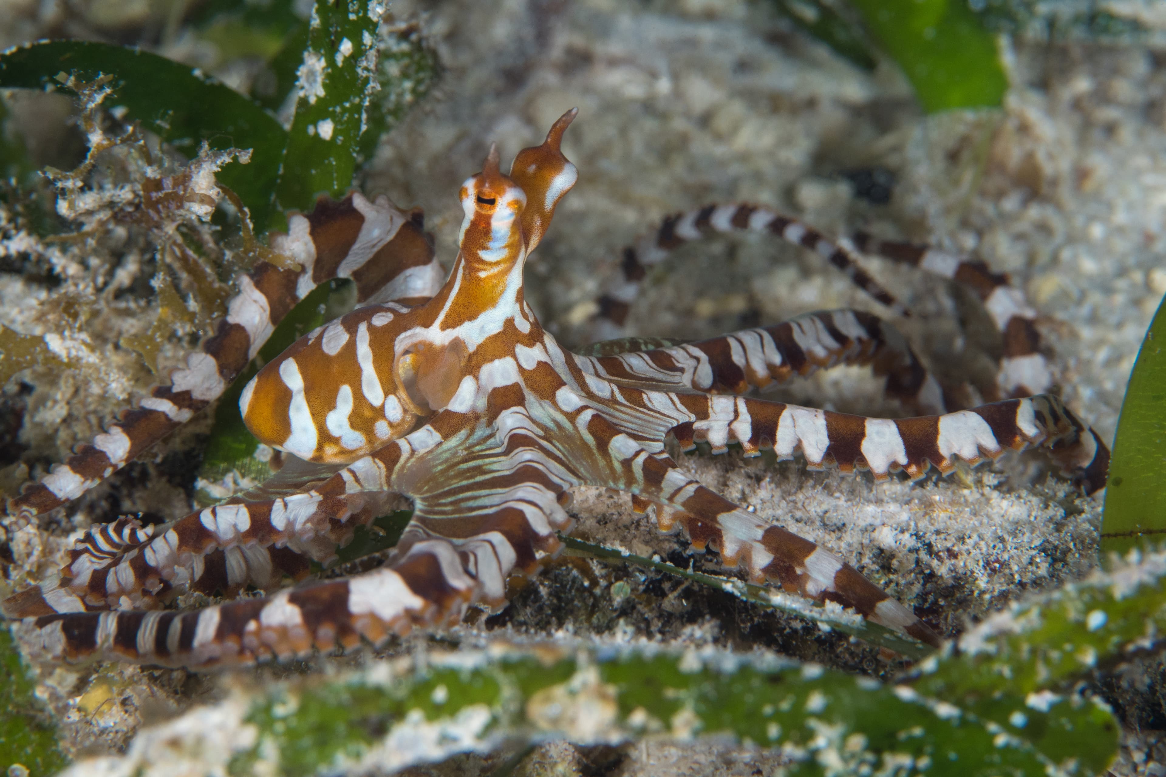 Wunderpus Octopus (Wunderpus photogenicus) crawling about dive site