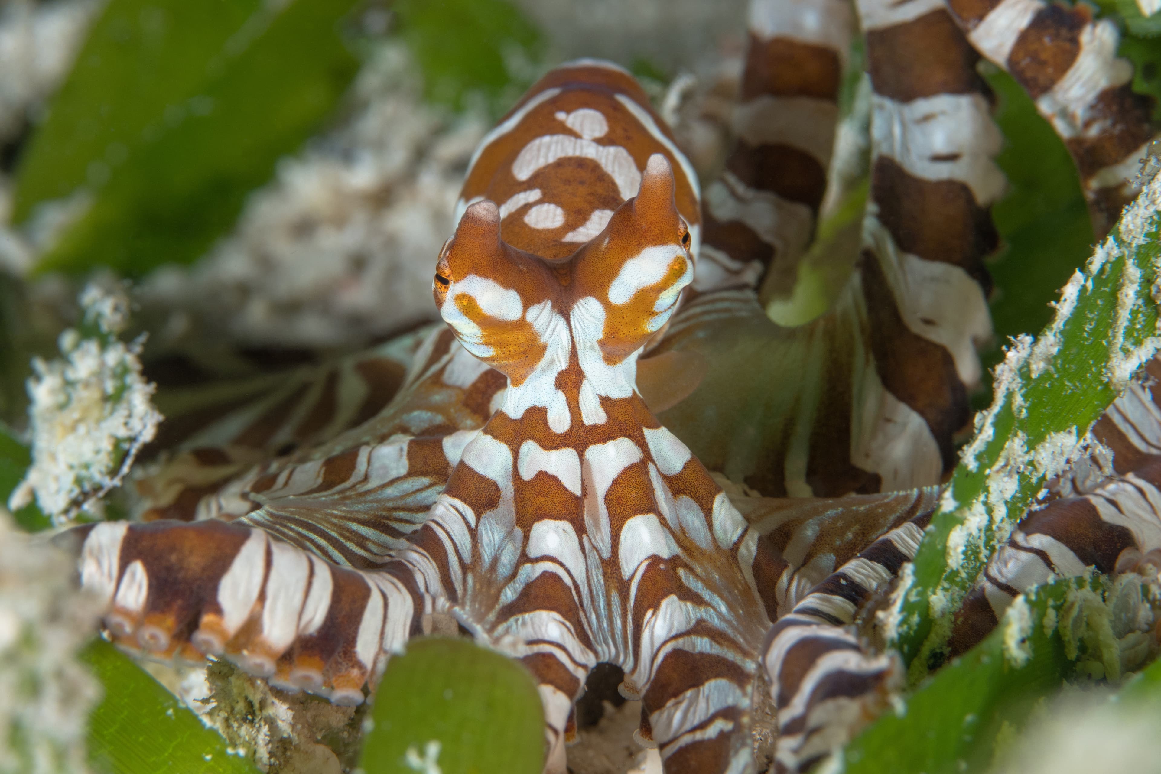 Wunderpus Octopus (Wunderpus photogenicus) crawling about dive site