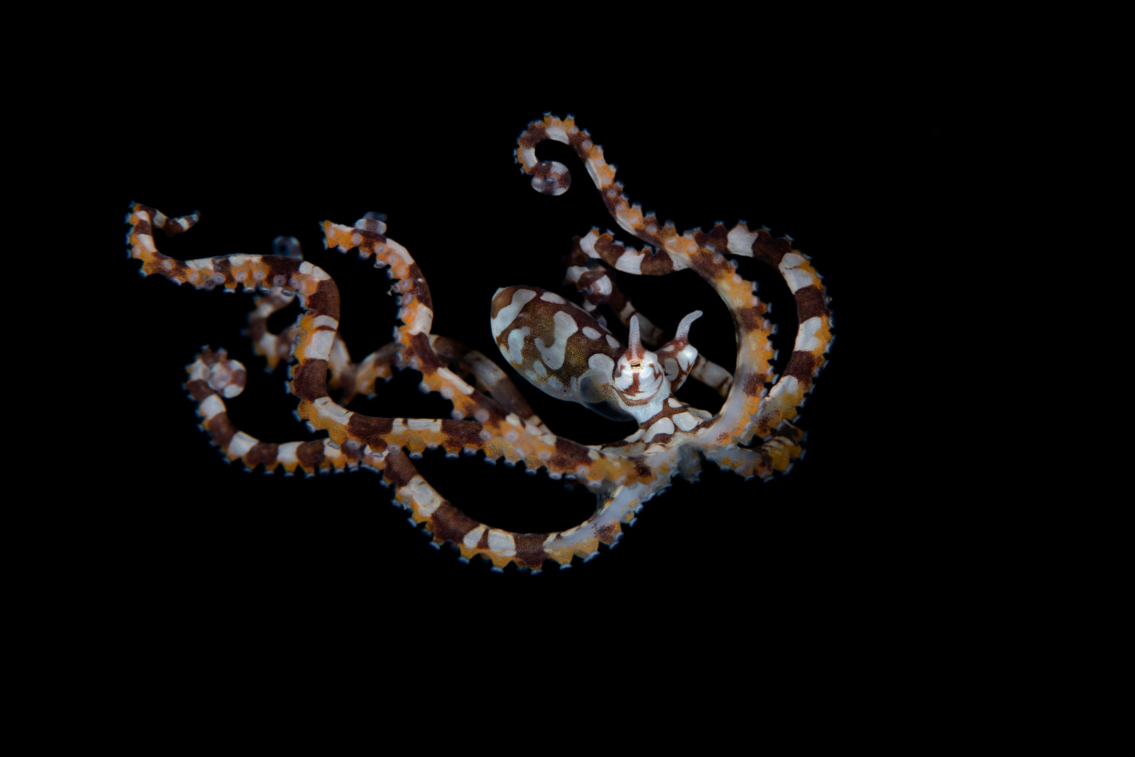 An amazing Wunderpus Octopus (Wunderpus photogenicus) swims in the open sea. Underwater world of Tulamben, Bali, Indonesia