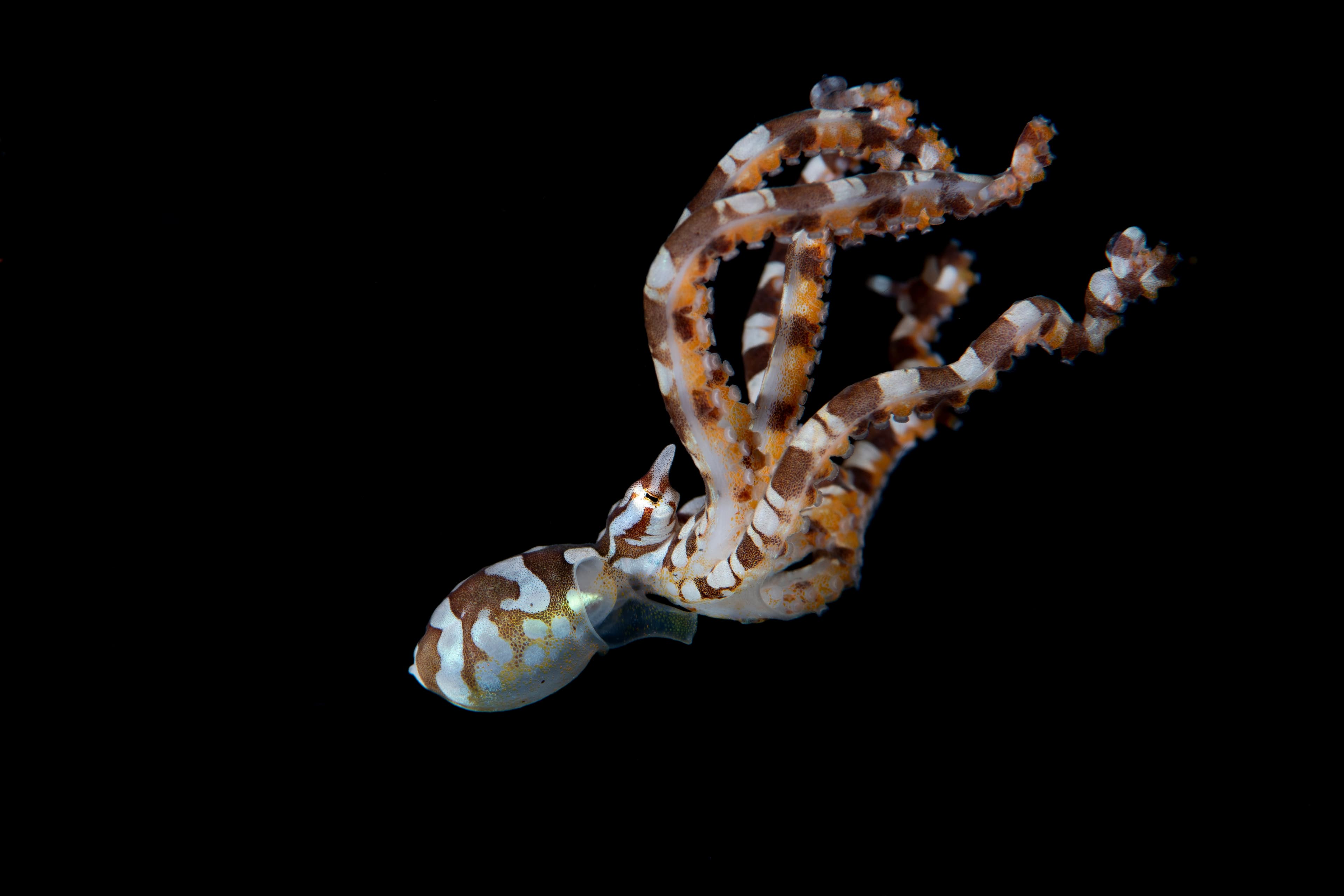 An amazing Wunderpus Octopus (Wunderpus photogenicus) swims in the open sea. Underwater world of Tulamben, Bali, Indonesia