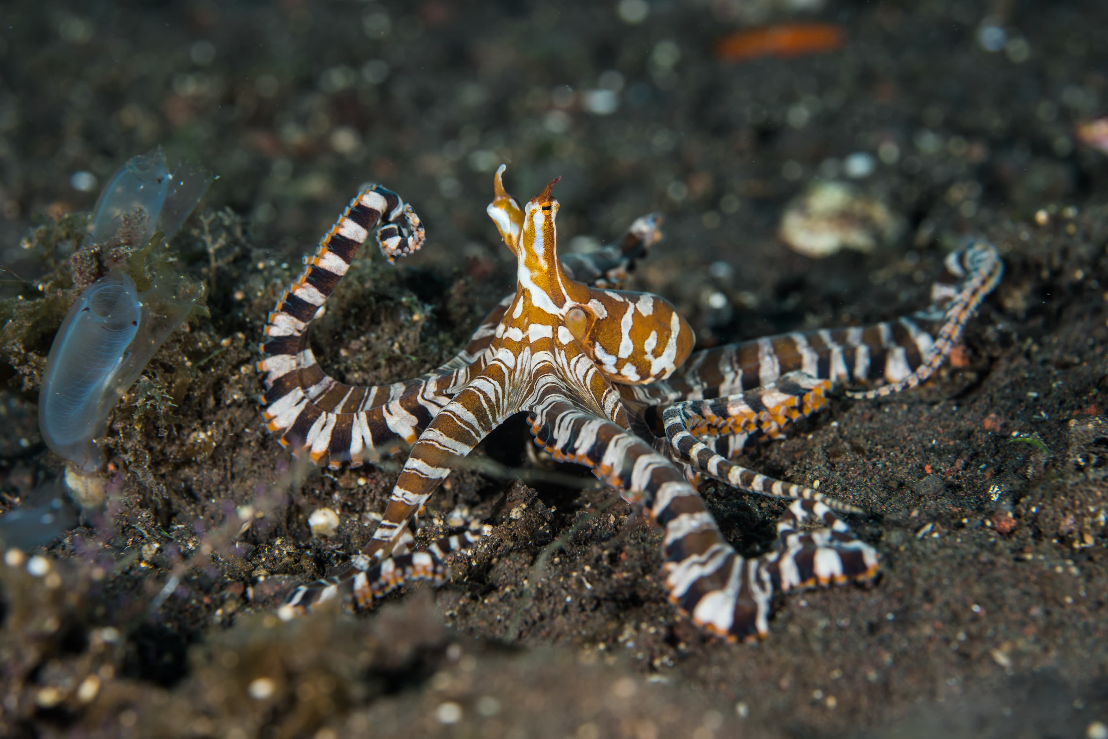 Wunderpus Octopus (Wunderpus photogenicus)