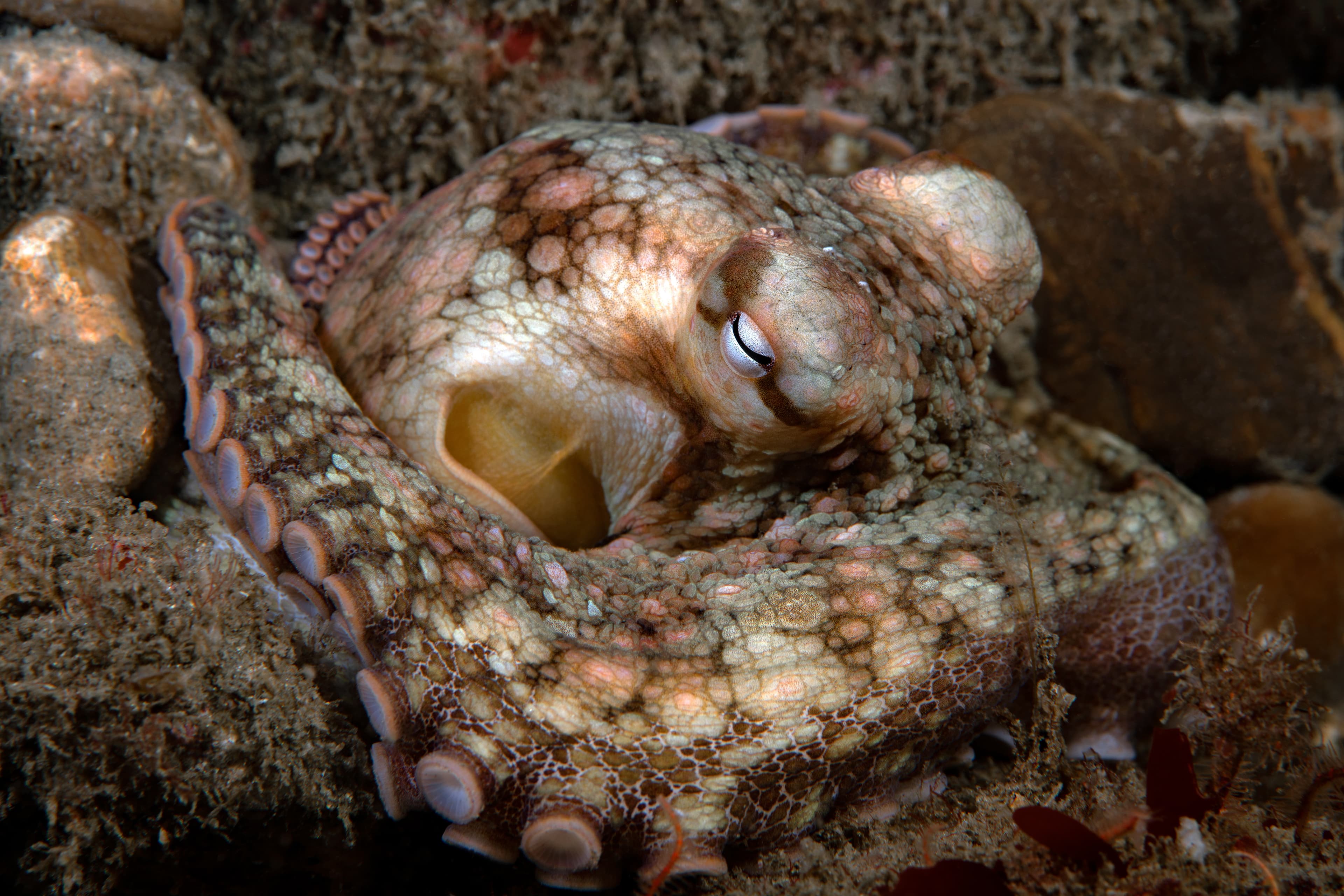 California Two-spot Octopus (Octopus bimaculatus)