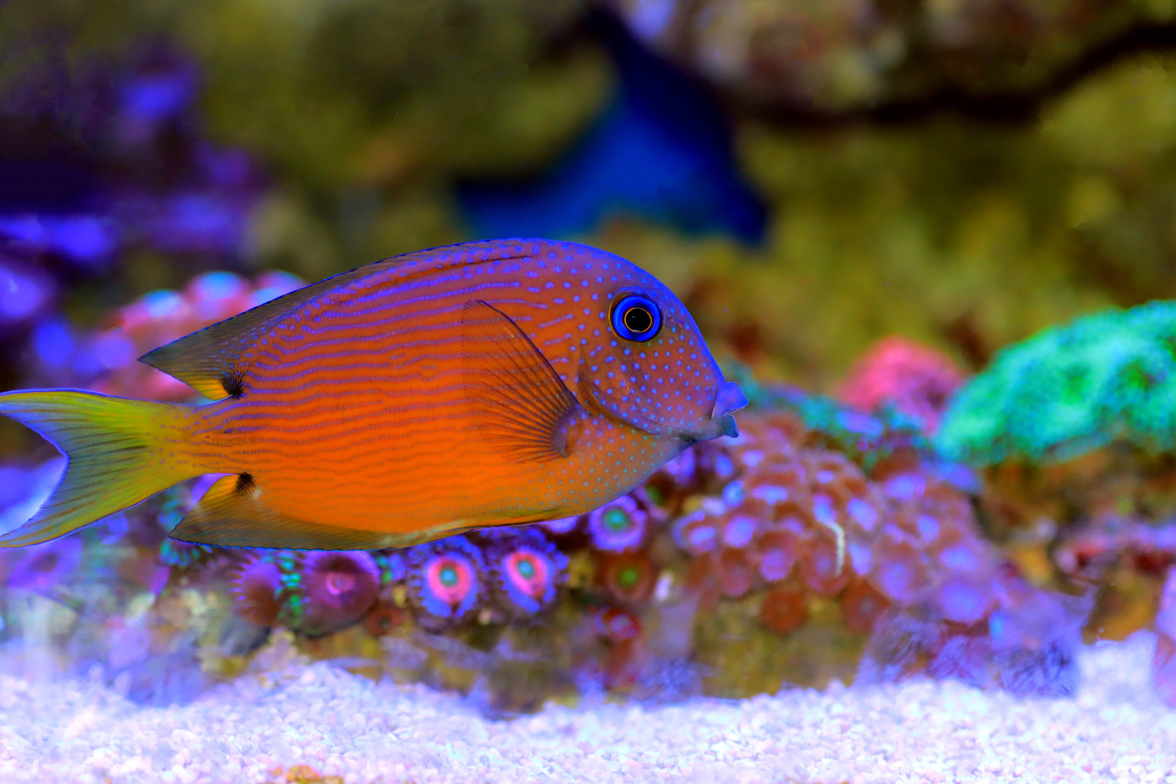 Two-spot Bristletooth or Blue Eye Kole Tang (Ctenochaetus binotatus)