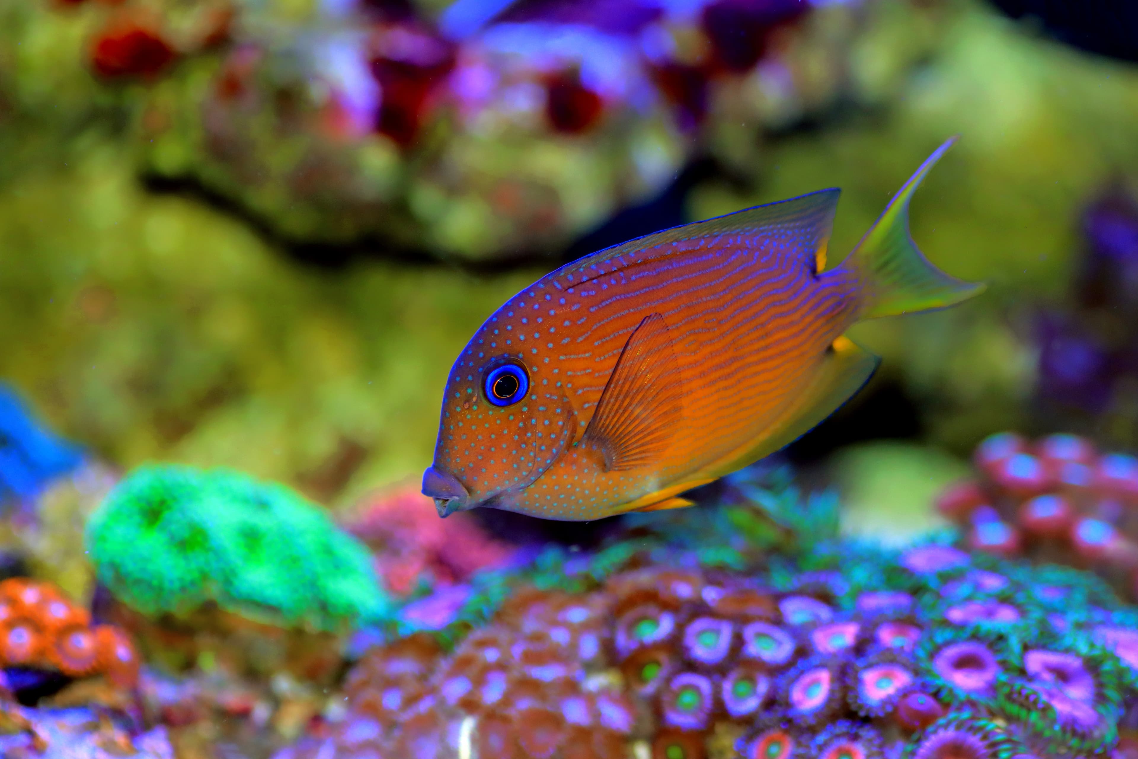 Two-spot Bristletooth or Blue Eye Kole Tang (Ctenochaetus binotatus)