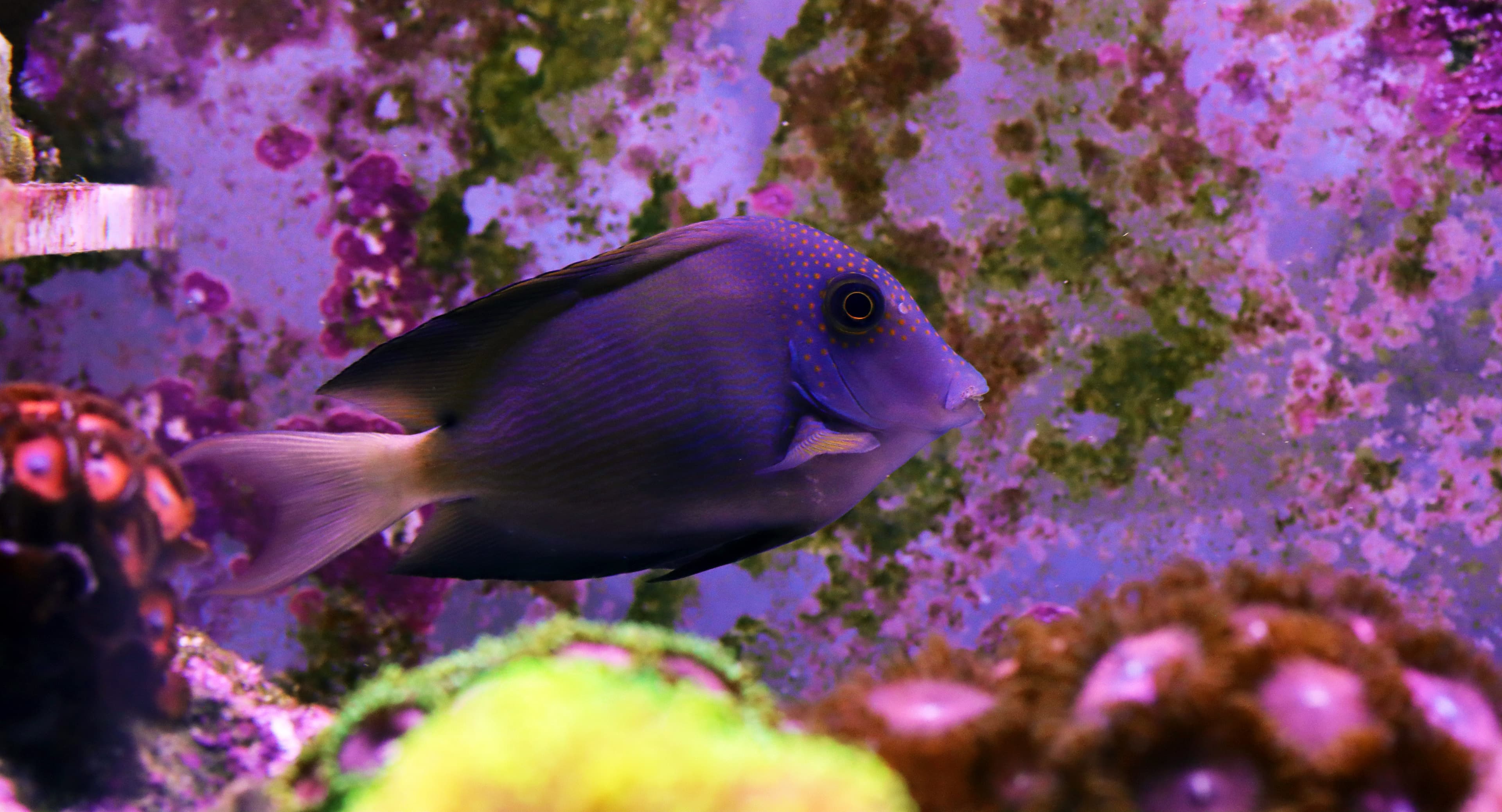 Whitetail Bristletooth Tang (Ctenochaetus flavicauda)