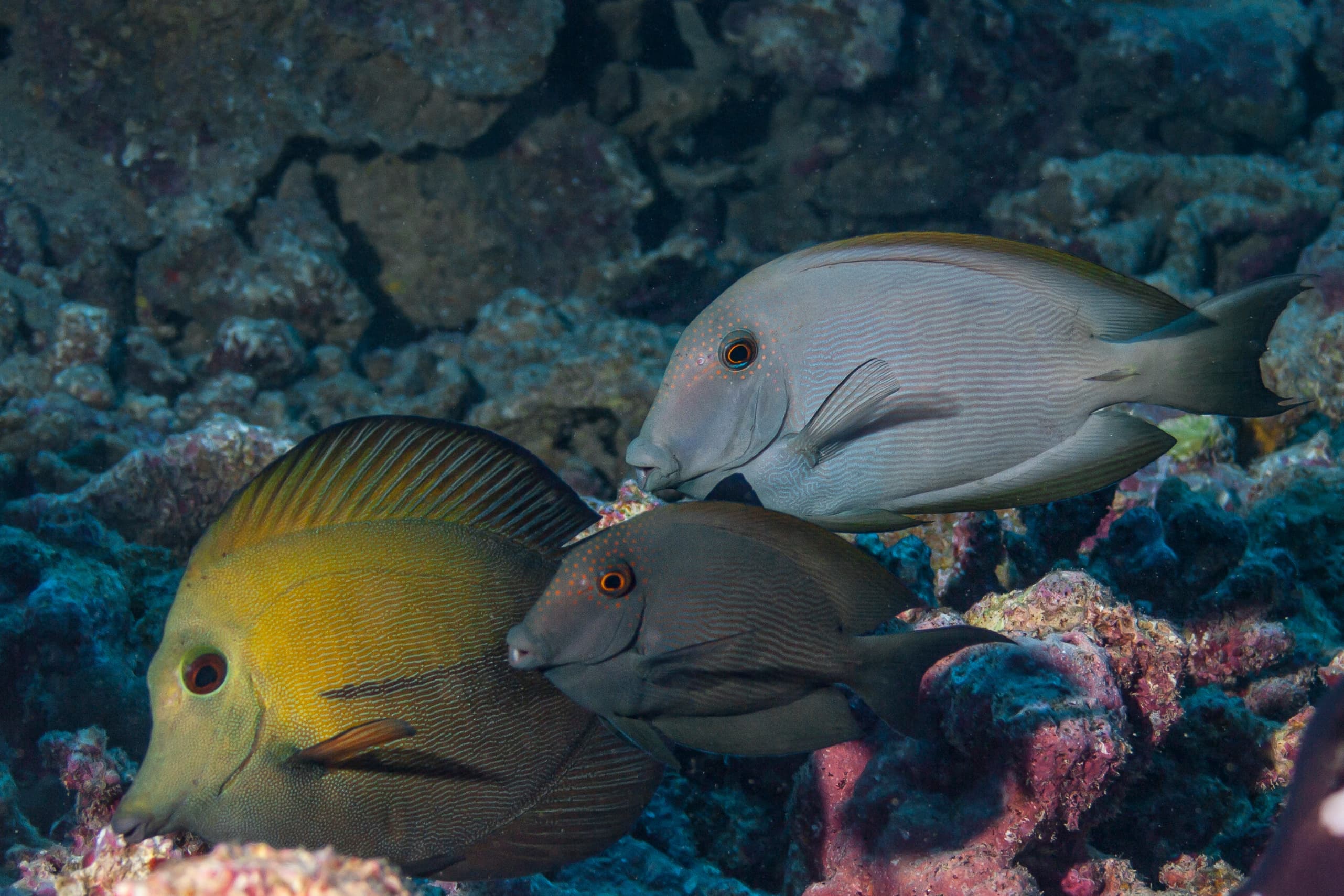 Black Surgeonfish (Ctenochaetus hawaiiensis), Moorea island, French Polynesia