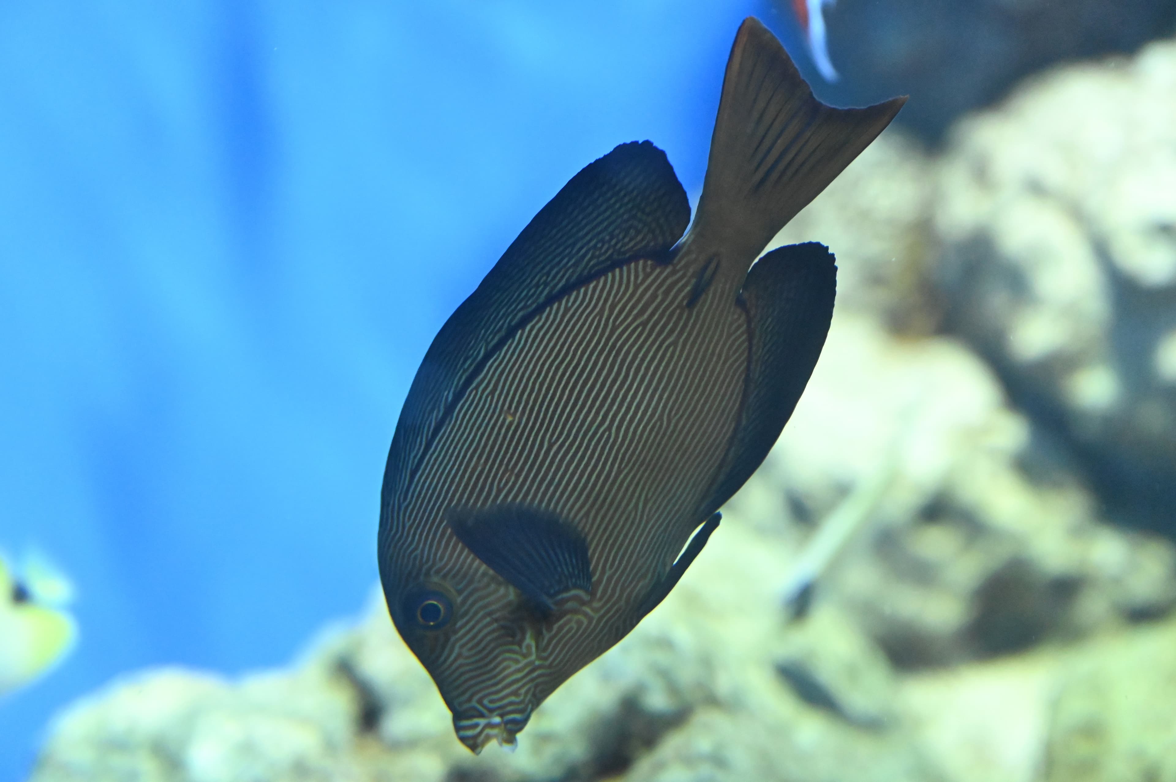 The swimming appearance of the Chevron Tang with beautiful stripes