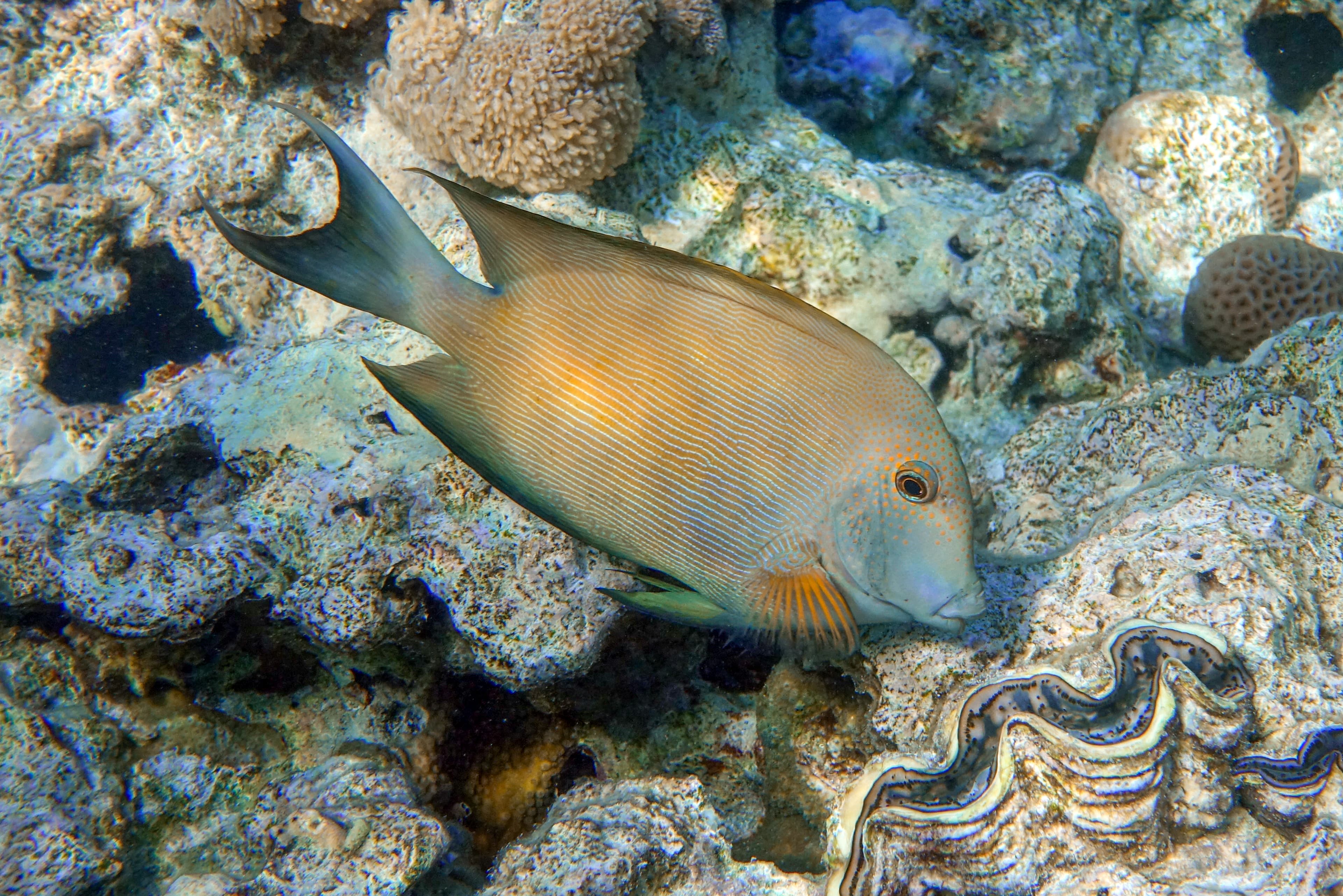 Striated surgeonfish (Ctenochaetus striatus) in Red Sea, Egypt