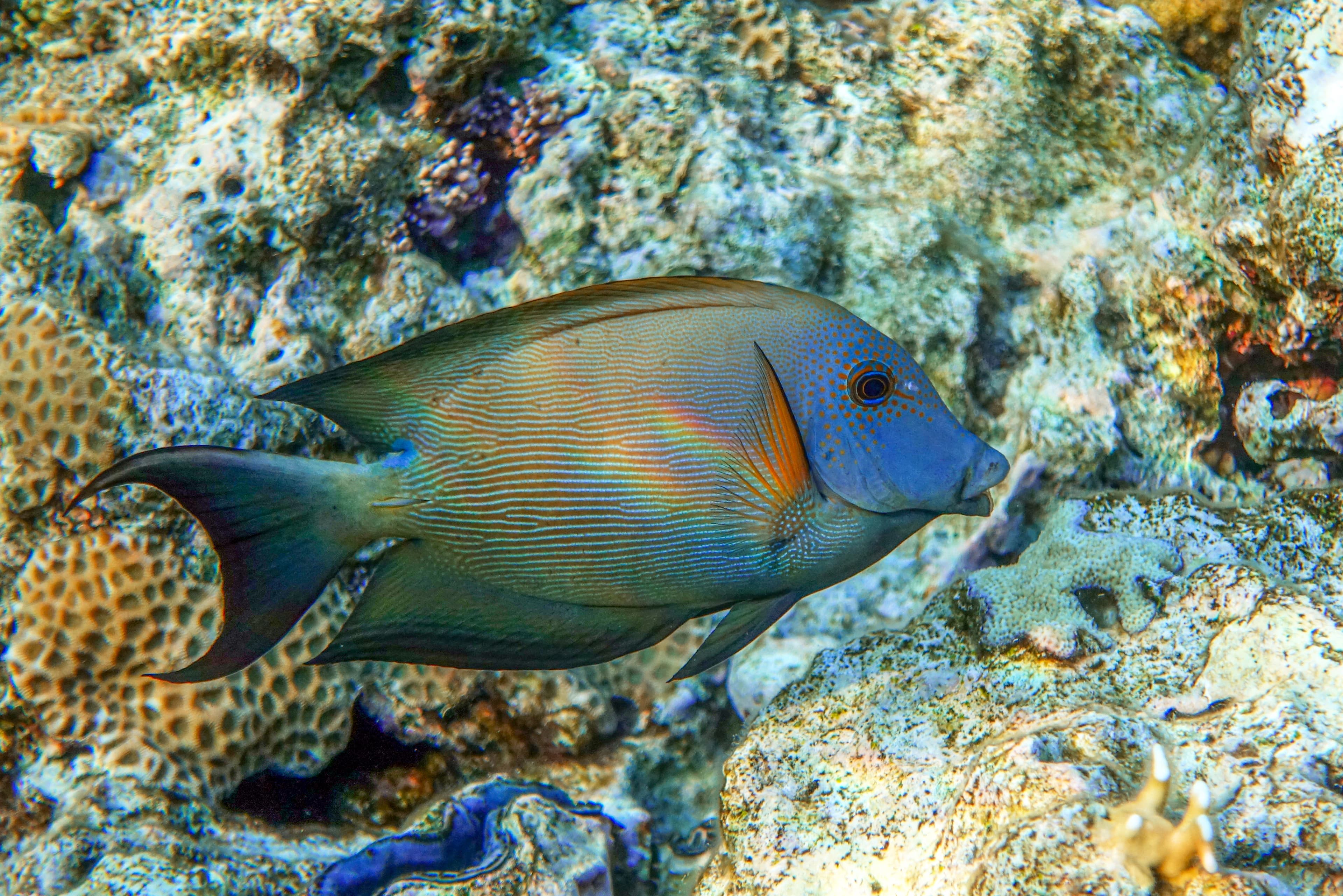 Striated surgeonfish (Ctenochaetus striatus) in Red Sea, Egypt