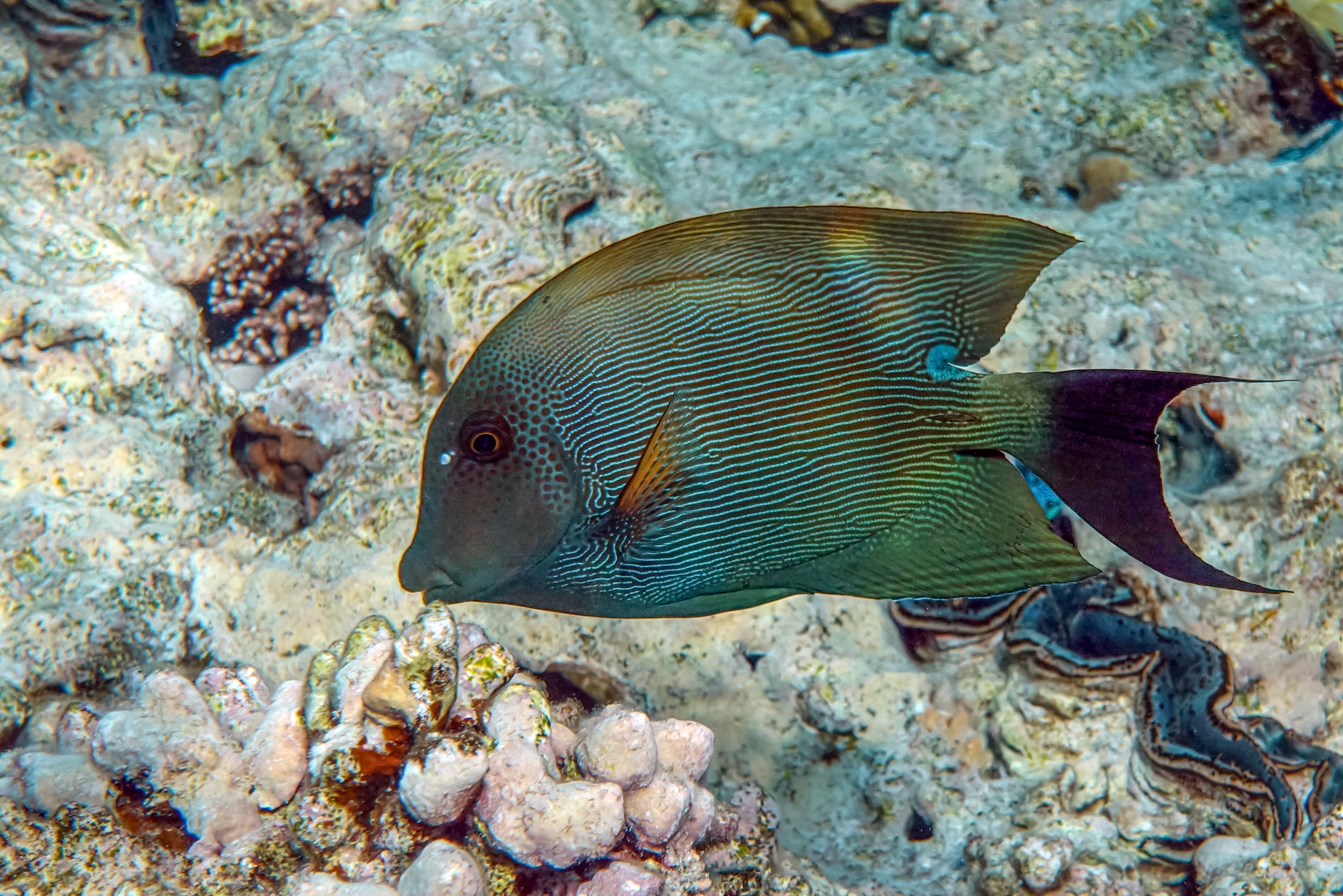 Striated surgeonfish (Ctenochaetus striatus) in Red Sea, Egypt