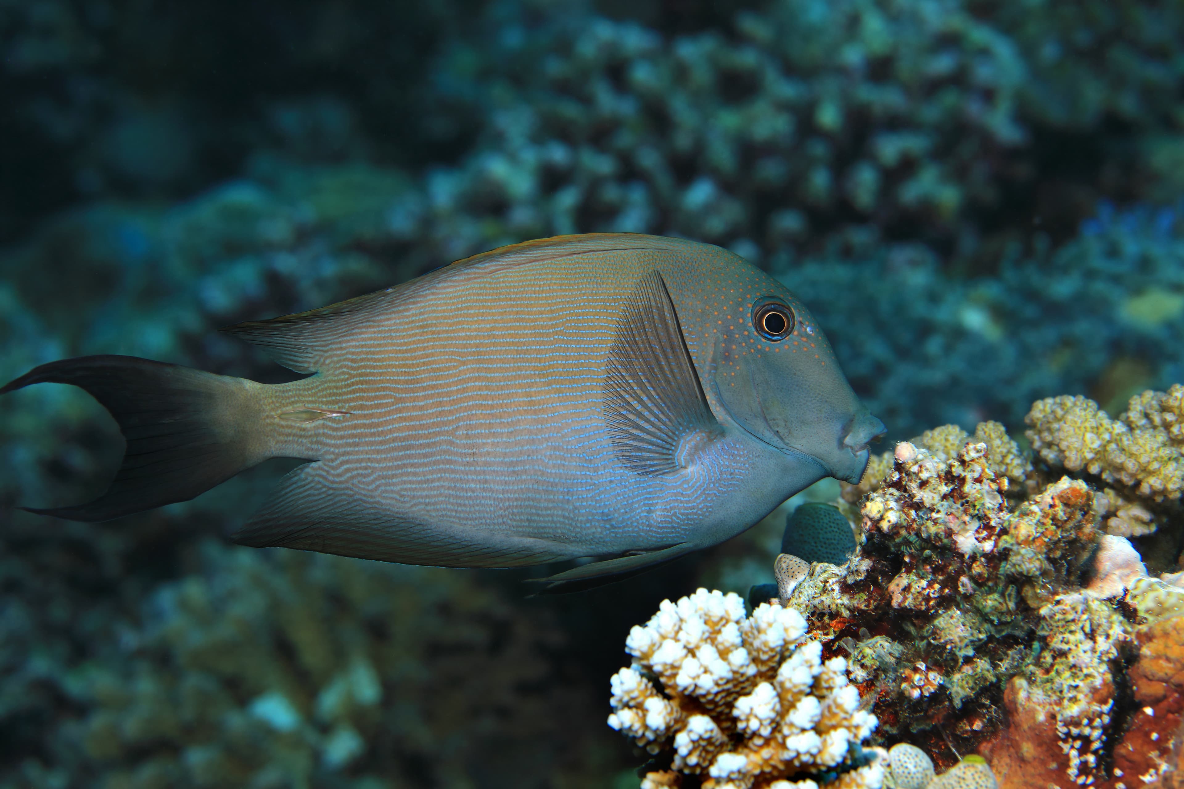 Striated Surgeonfish