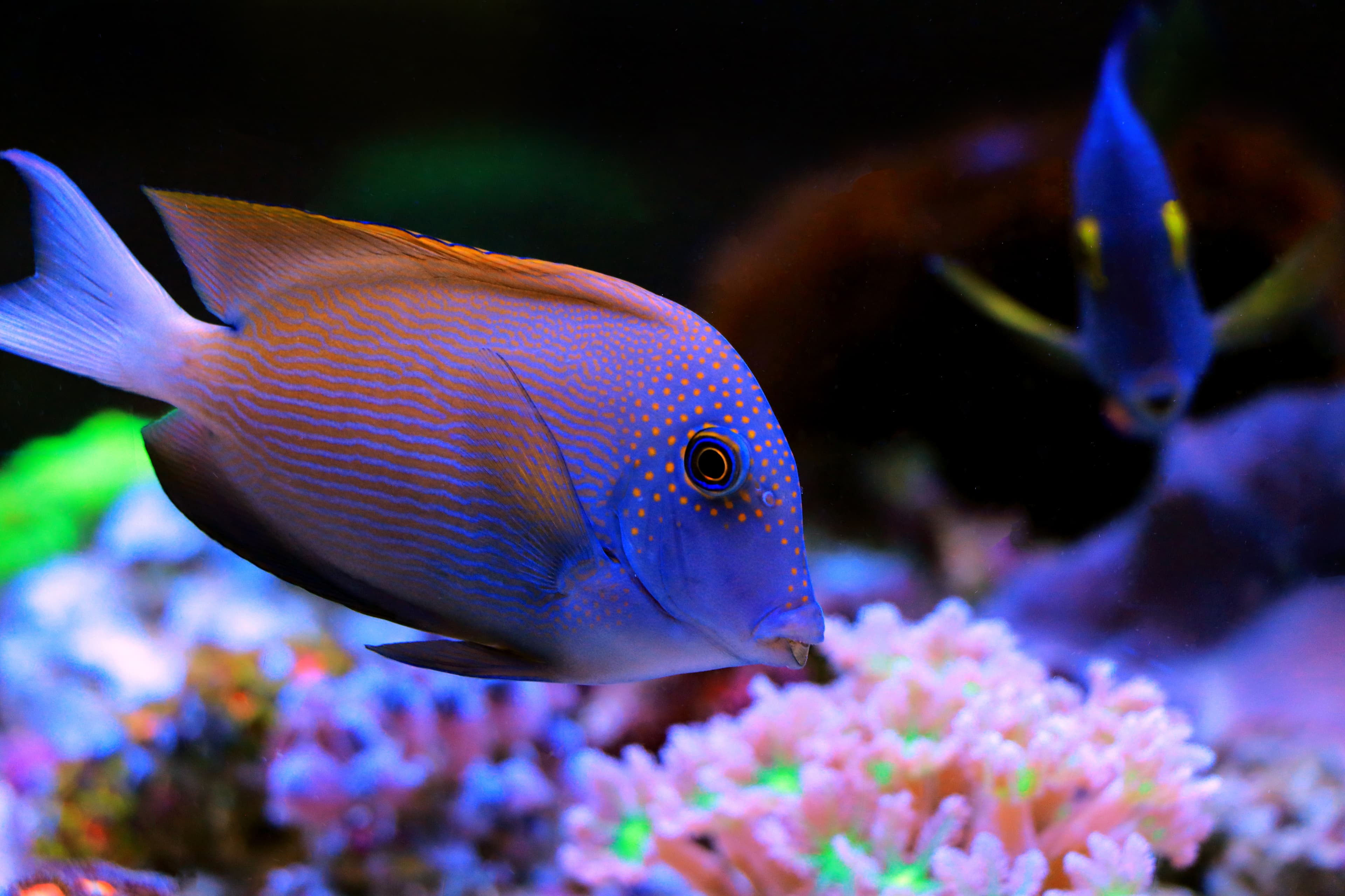 Whitetail Bristletooth Tang (Ctenochaetus flavicauda)