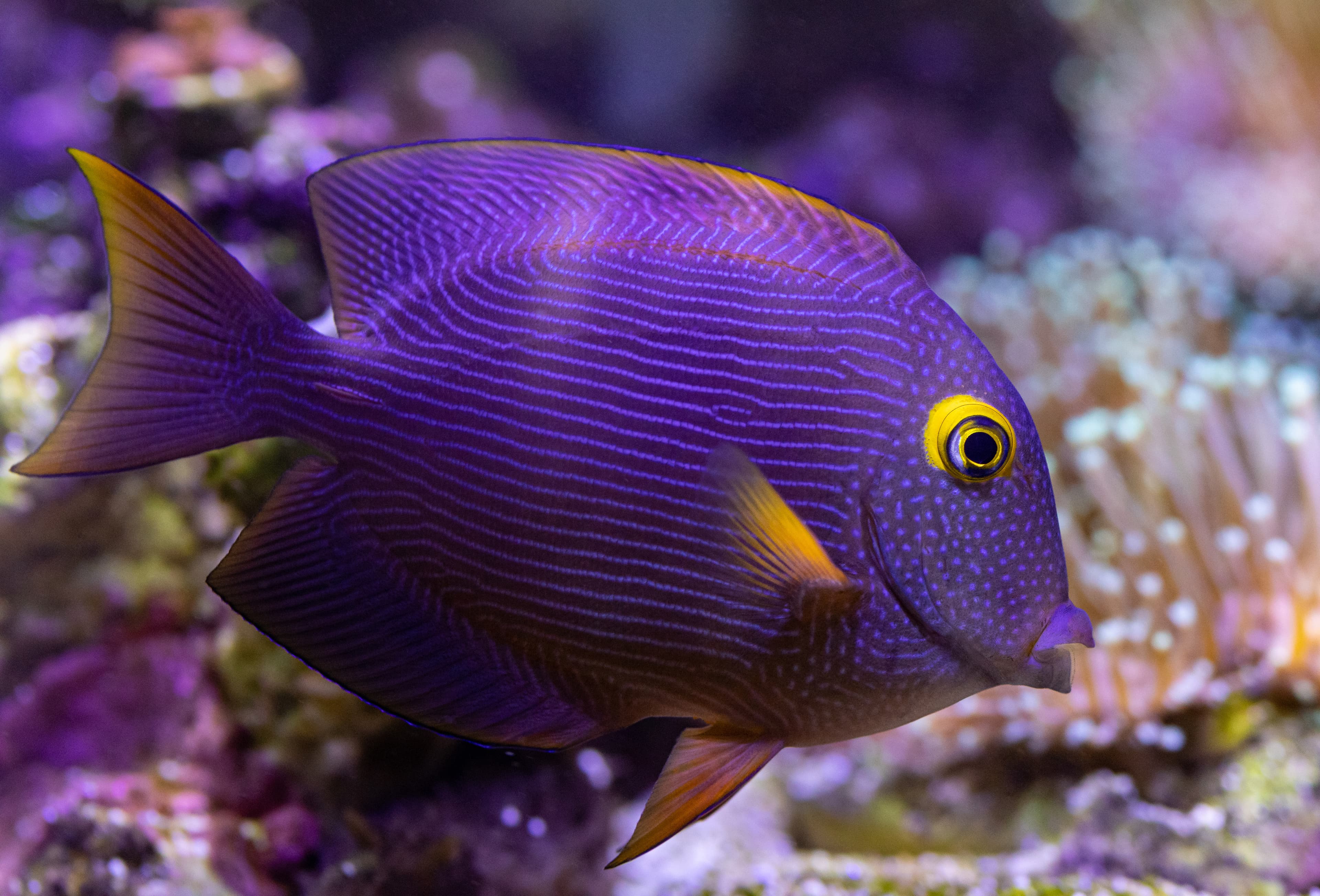 Yellow Eyed Kole Tang (Ctenochaetus strigosus)